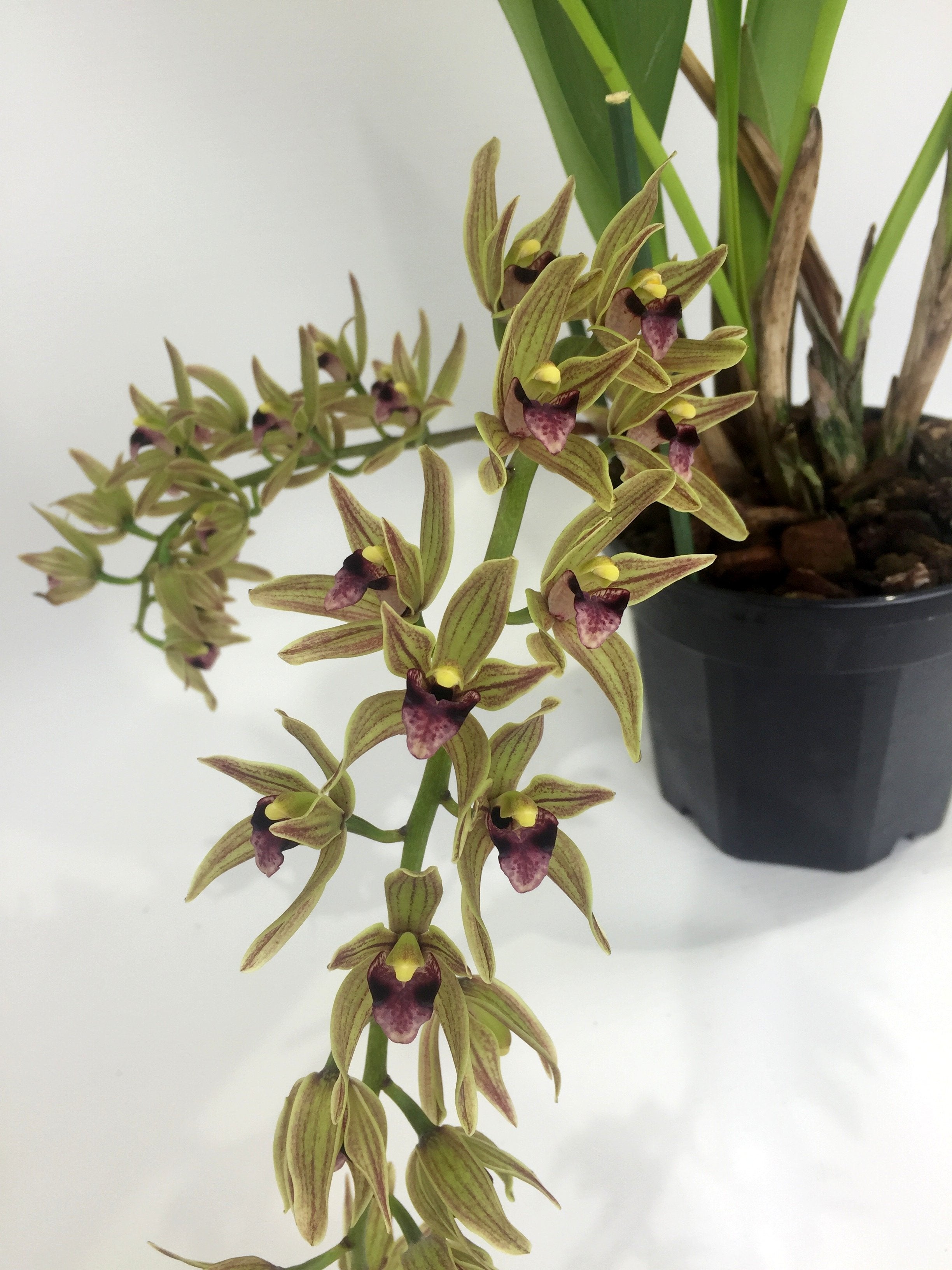 Cymbidium devonianum