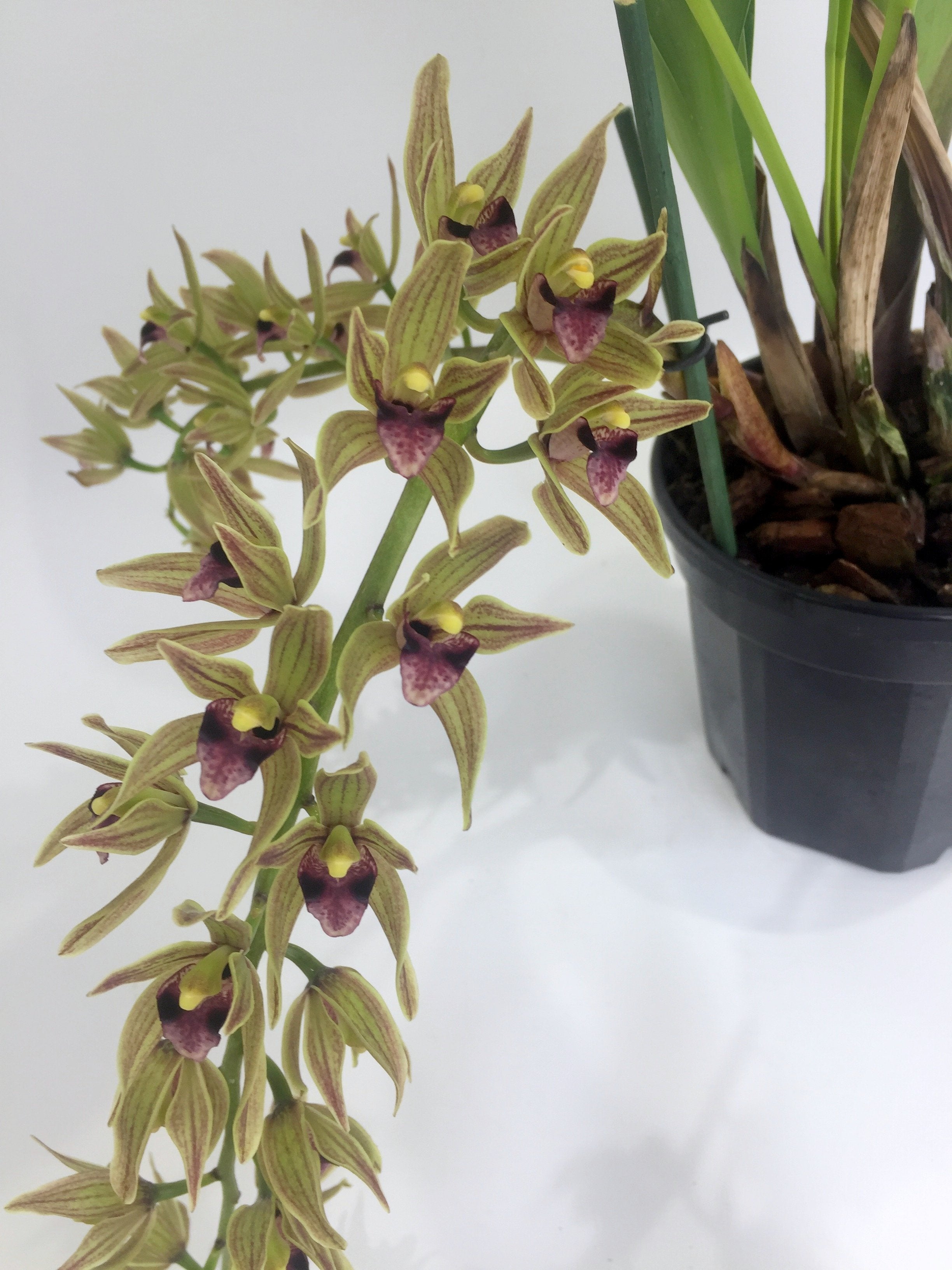 Cymbidium devonianum