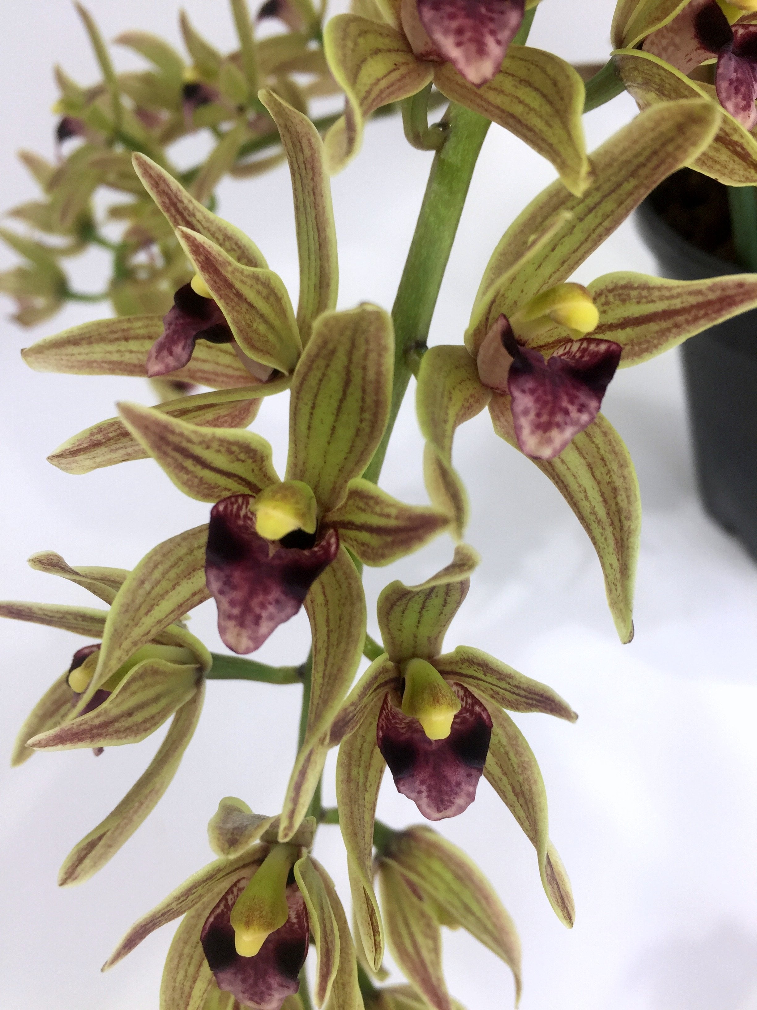 Cymbidium devonianum