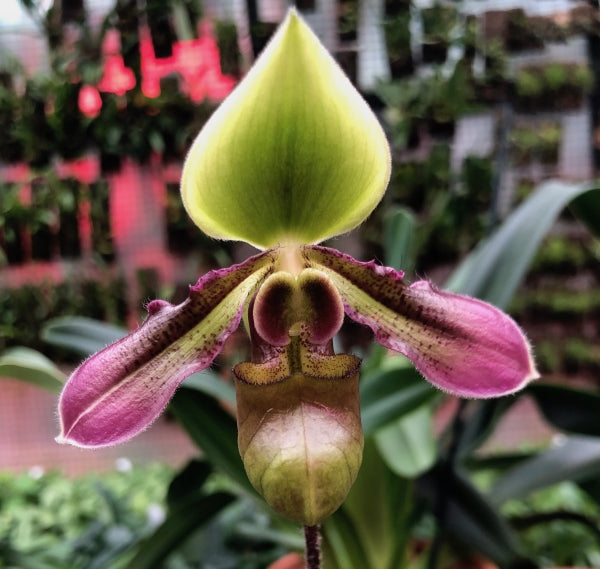Paphiopedilum hookerae