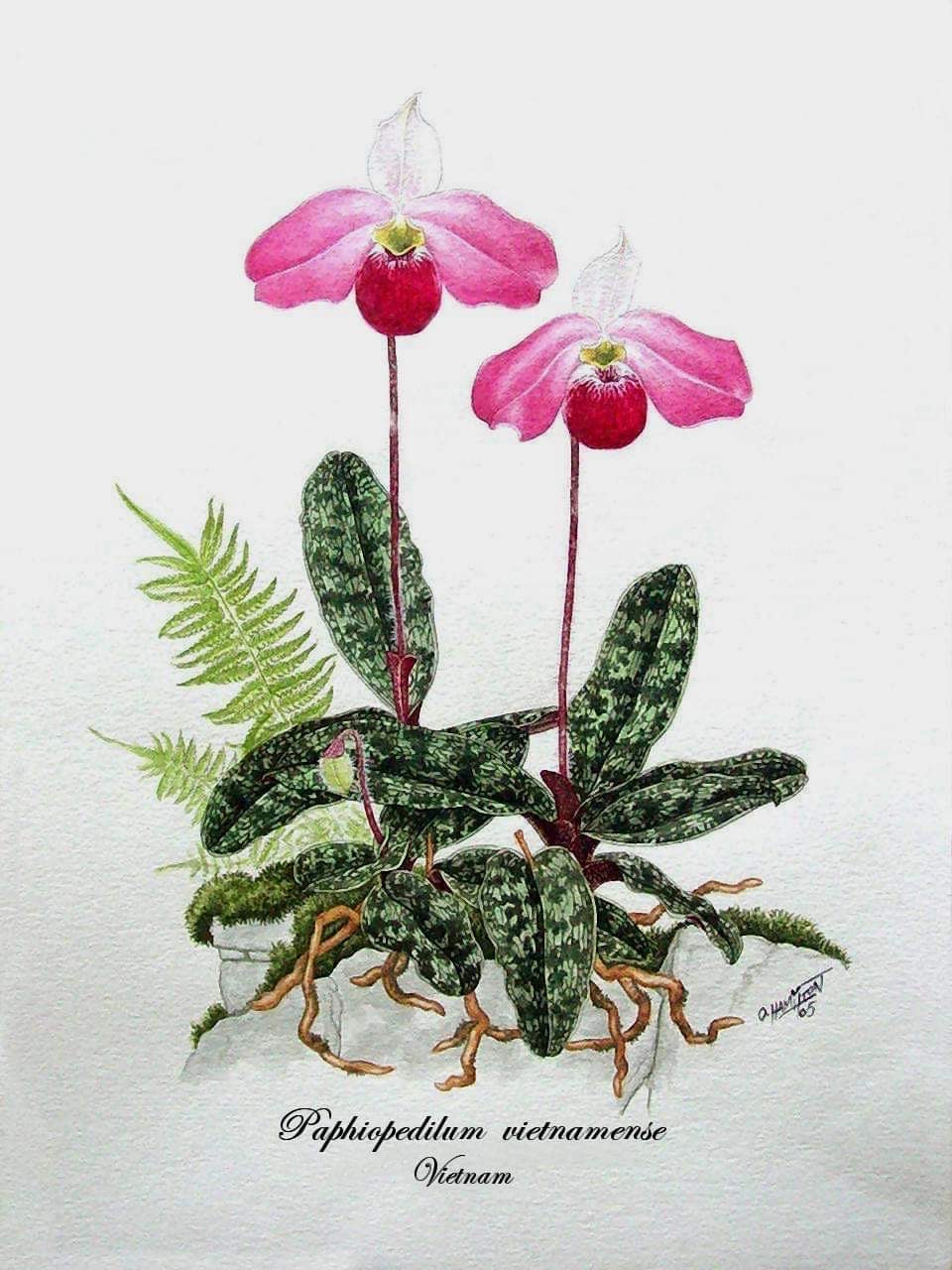 Paphiopedilum vietnamense