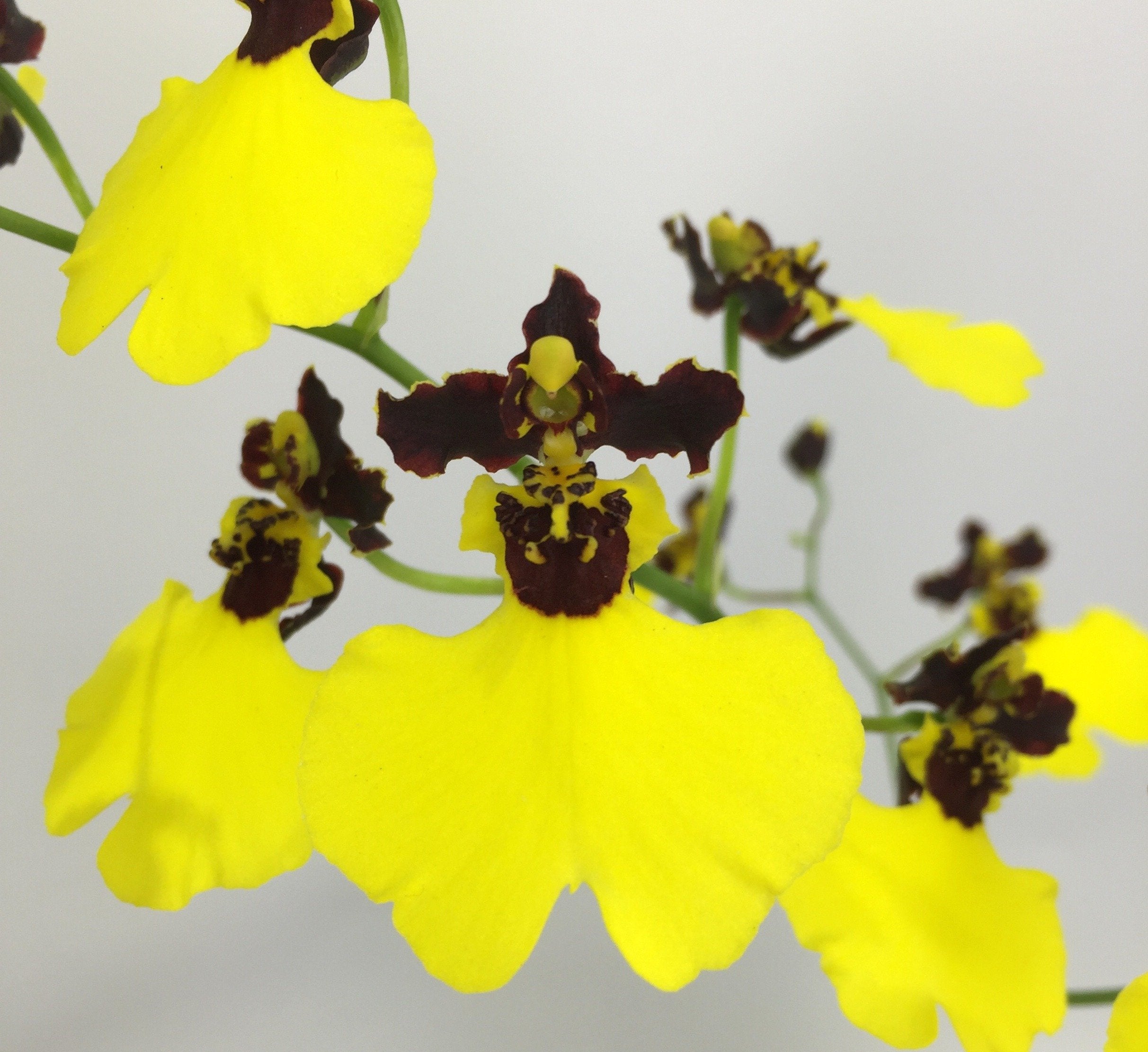 Oncidium varicosum "Balduin Black"