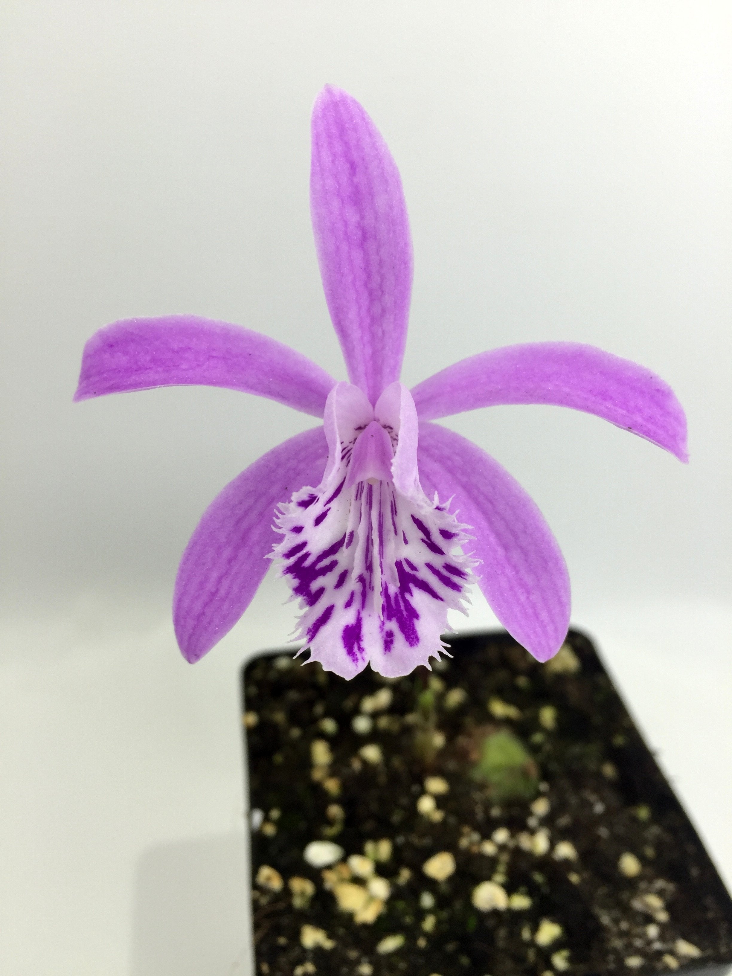 Pleione yunnanensis