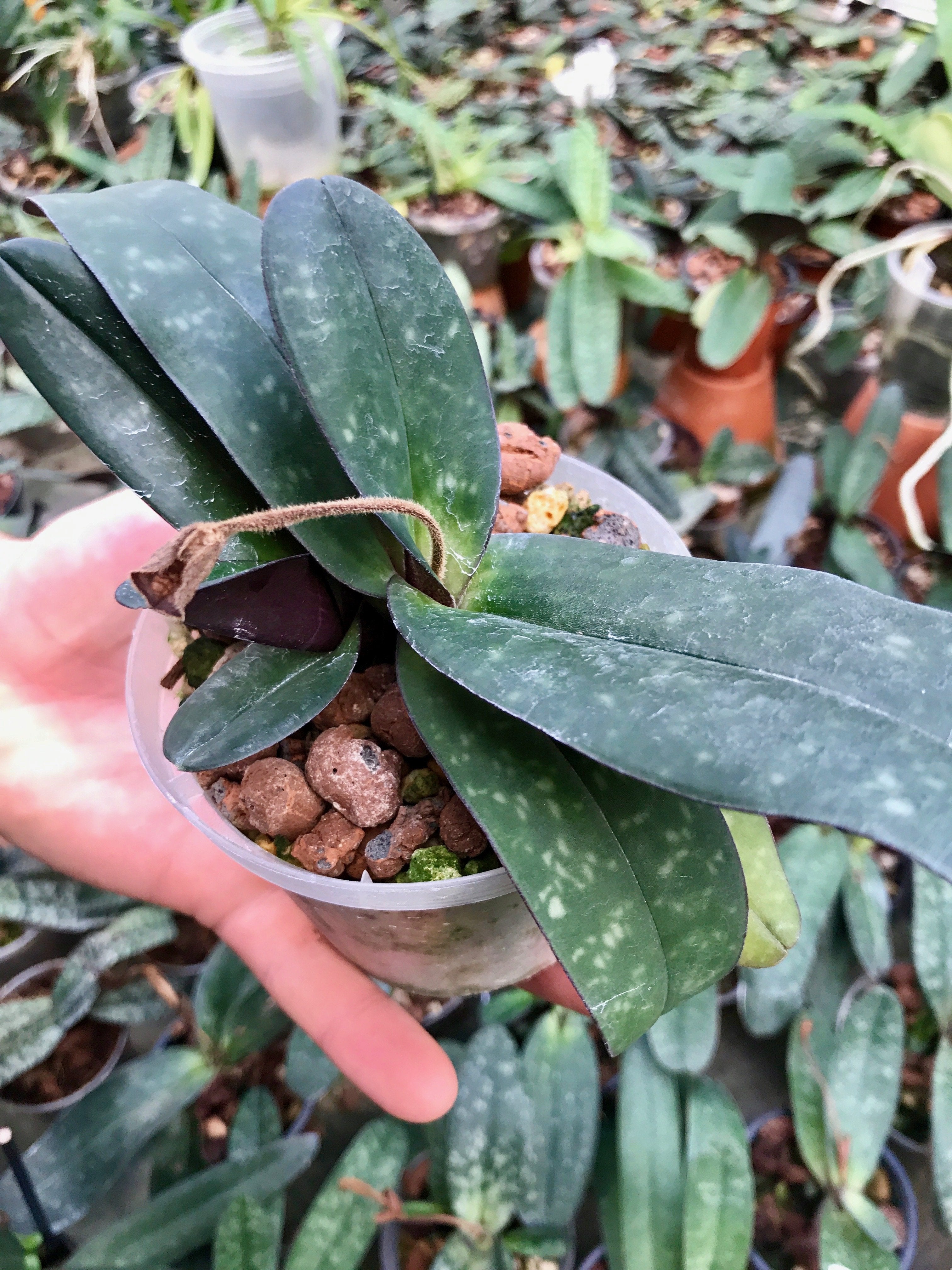 Paphiopedilum godefroyae