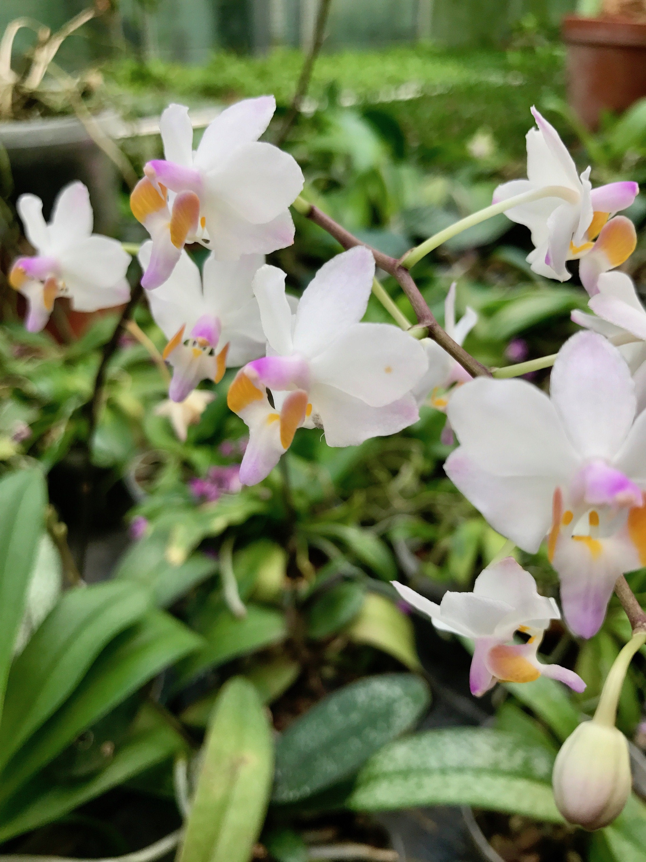 Doritis pulcherrima "Marbled Leaves"
