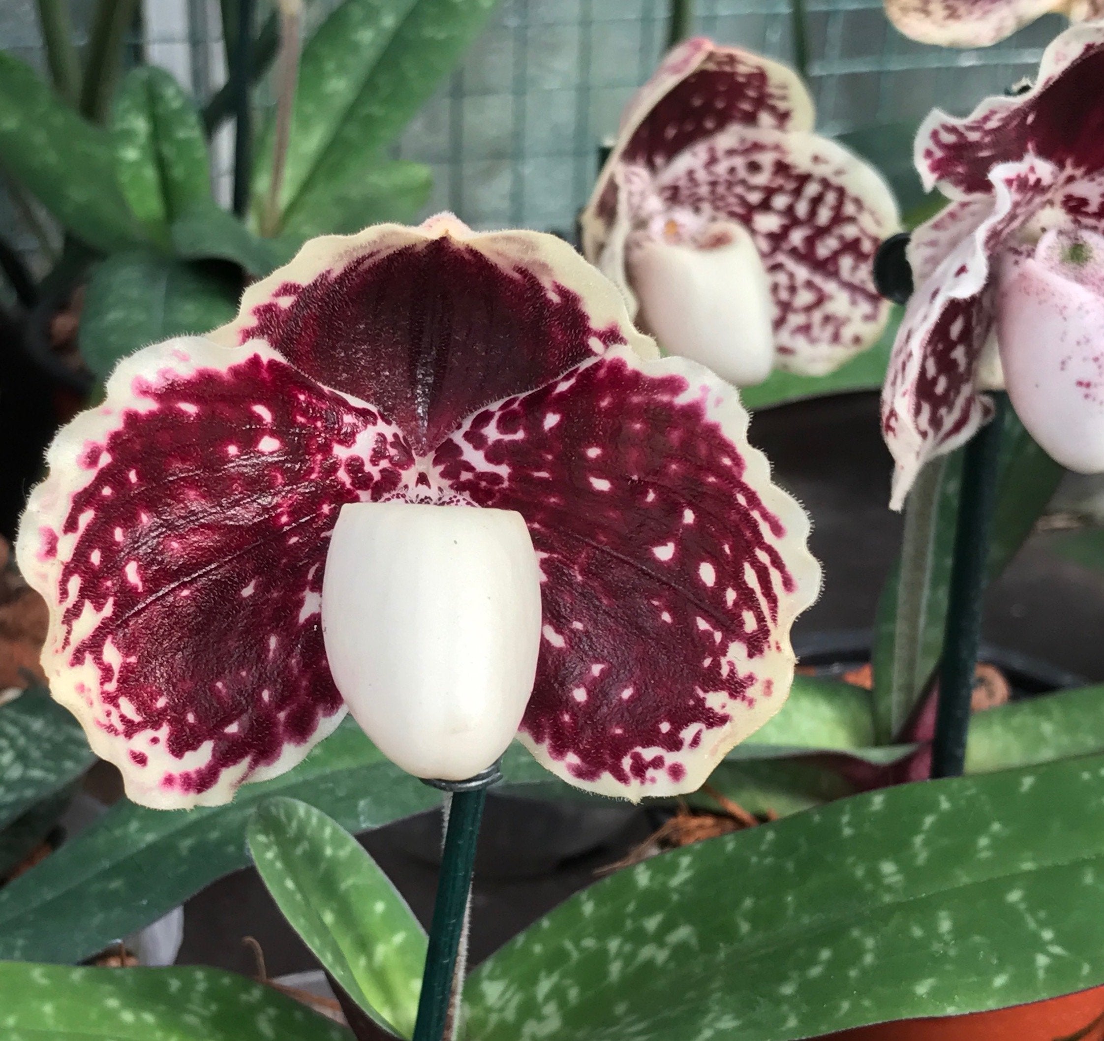 Paphiopedilum godefroyae var. leucochilum "Big"