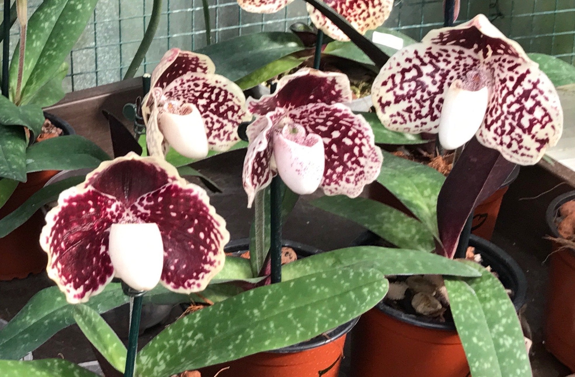 Paphiopedilum godefroyae var. leucochilum "Big"