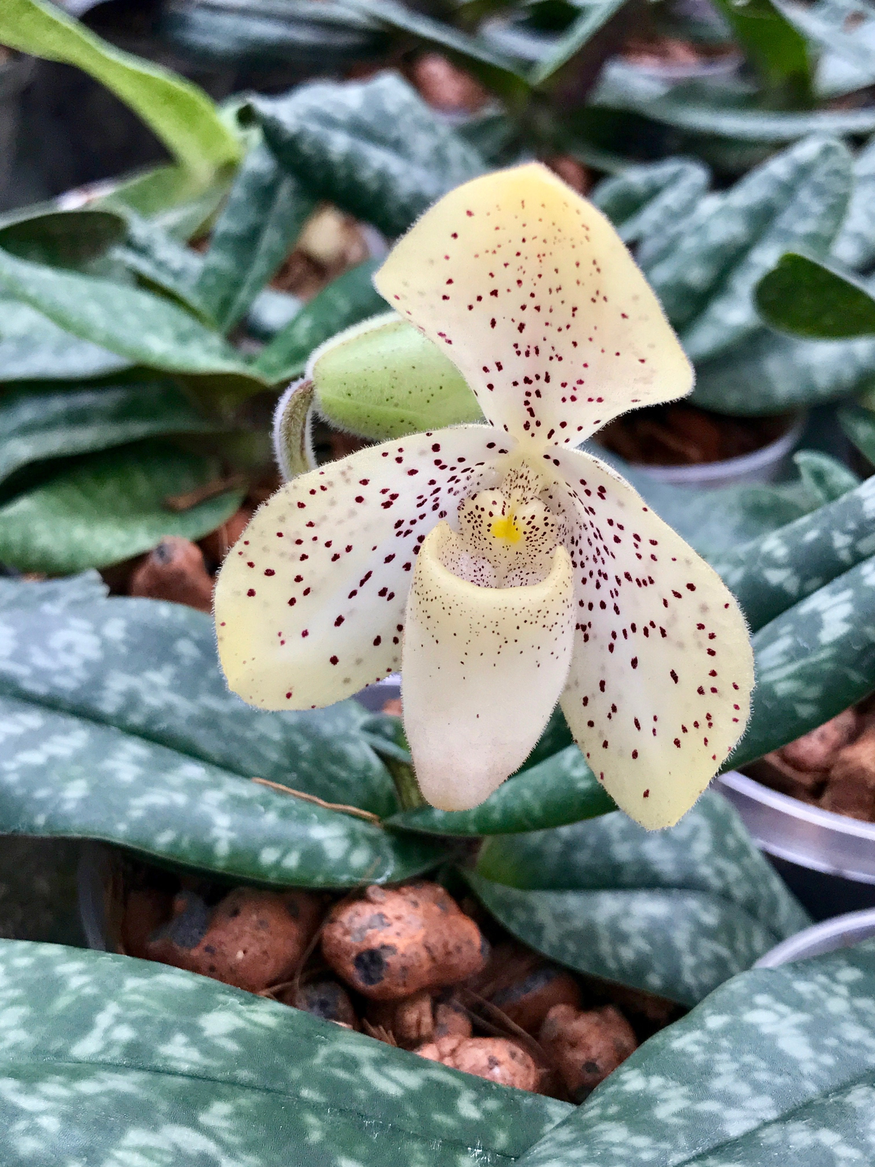 Paphiopedilum concolor "Big"