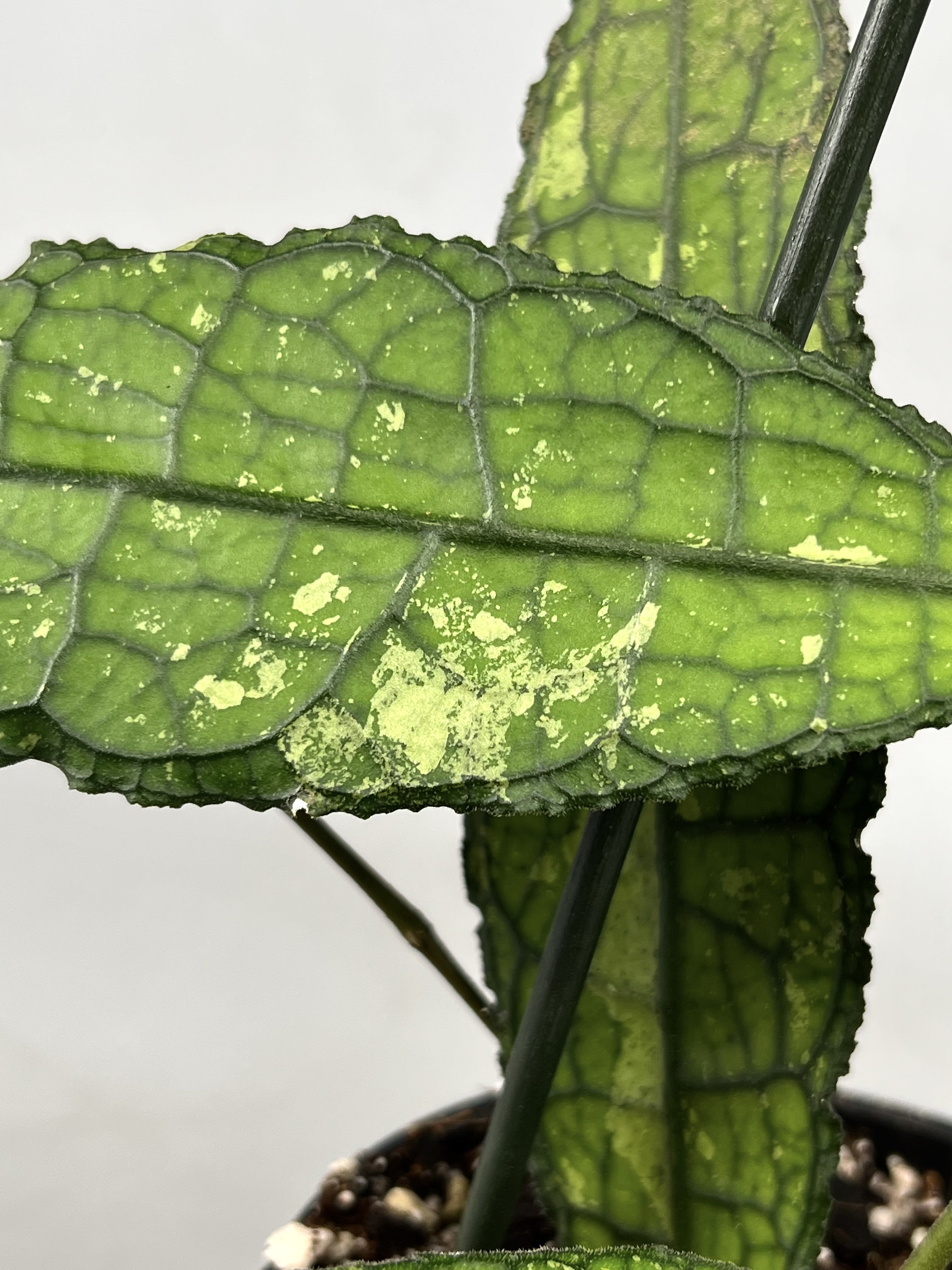 Hoya clemensiorum (2 Leaves)