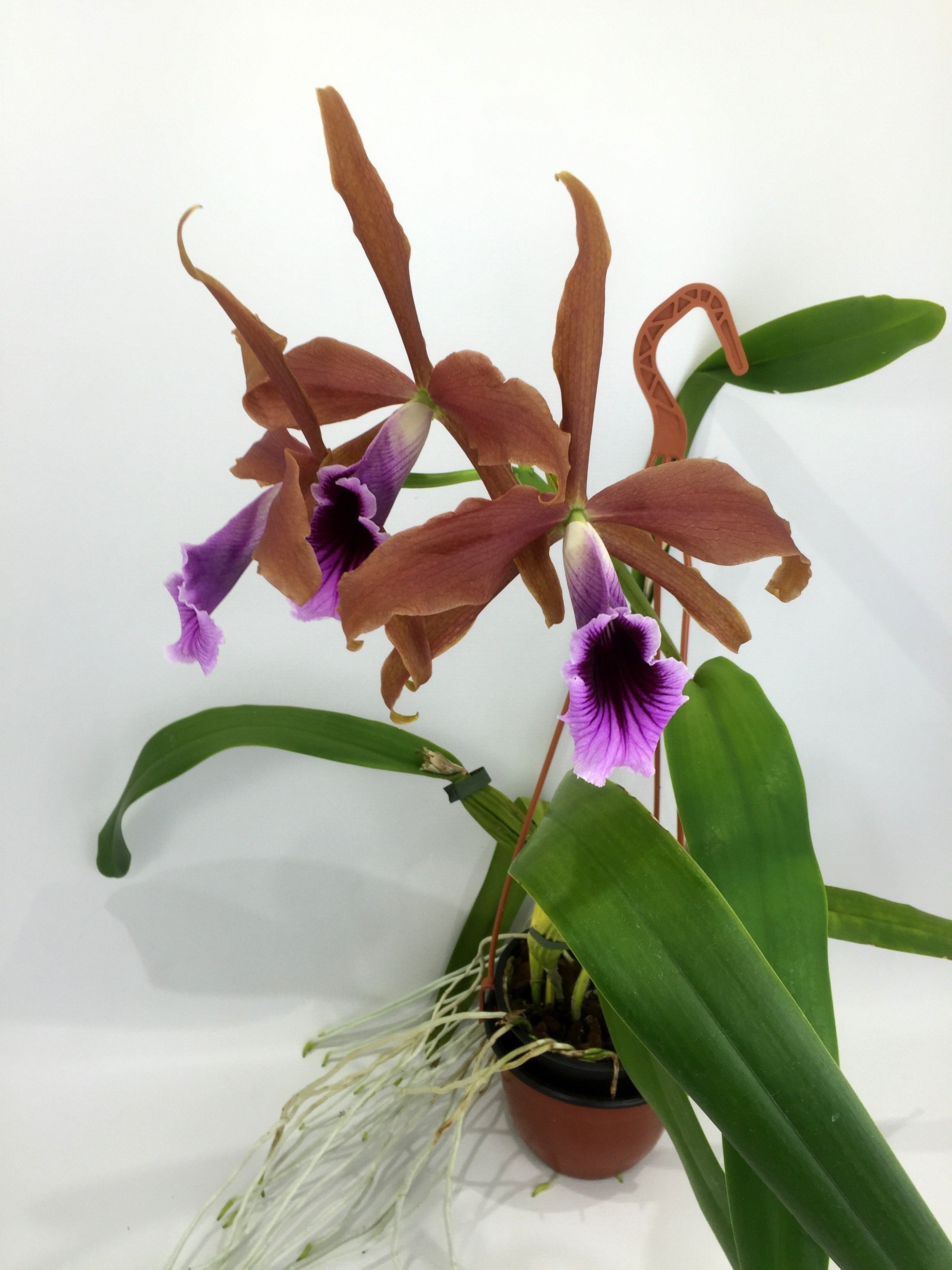Laelia tenebrosa "Big"
