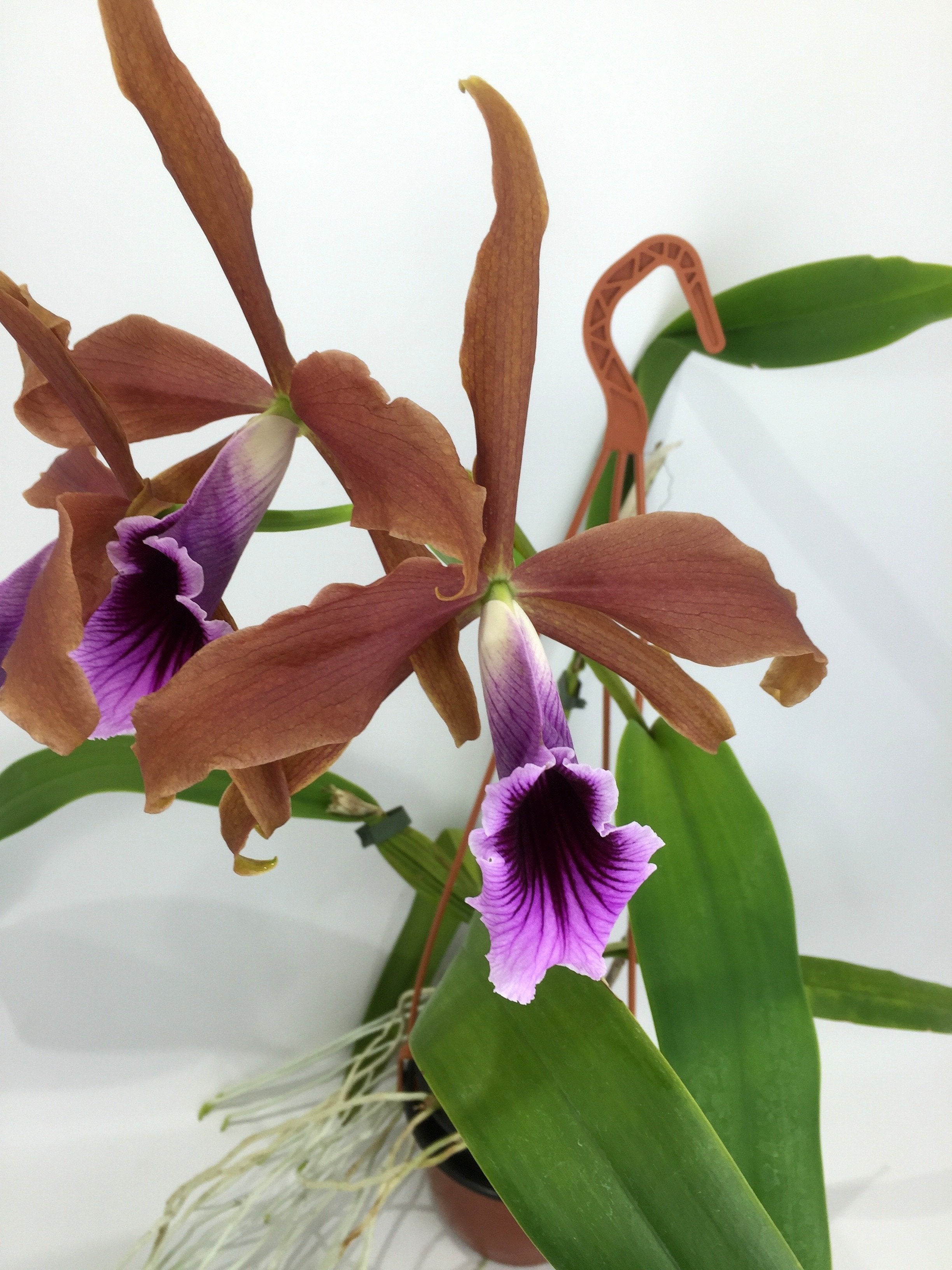 Laelia tenebrosa "Special Selection" "Big"