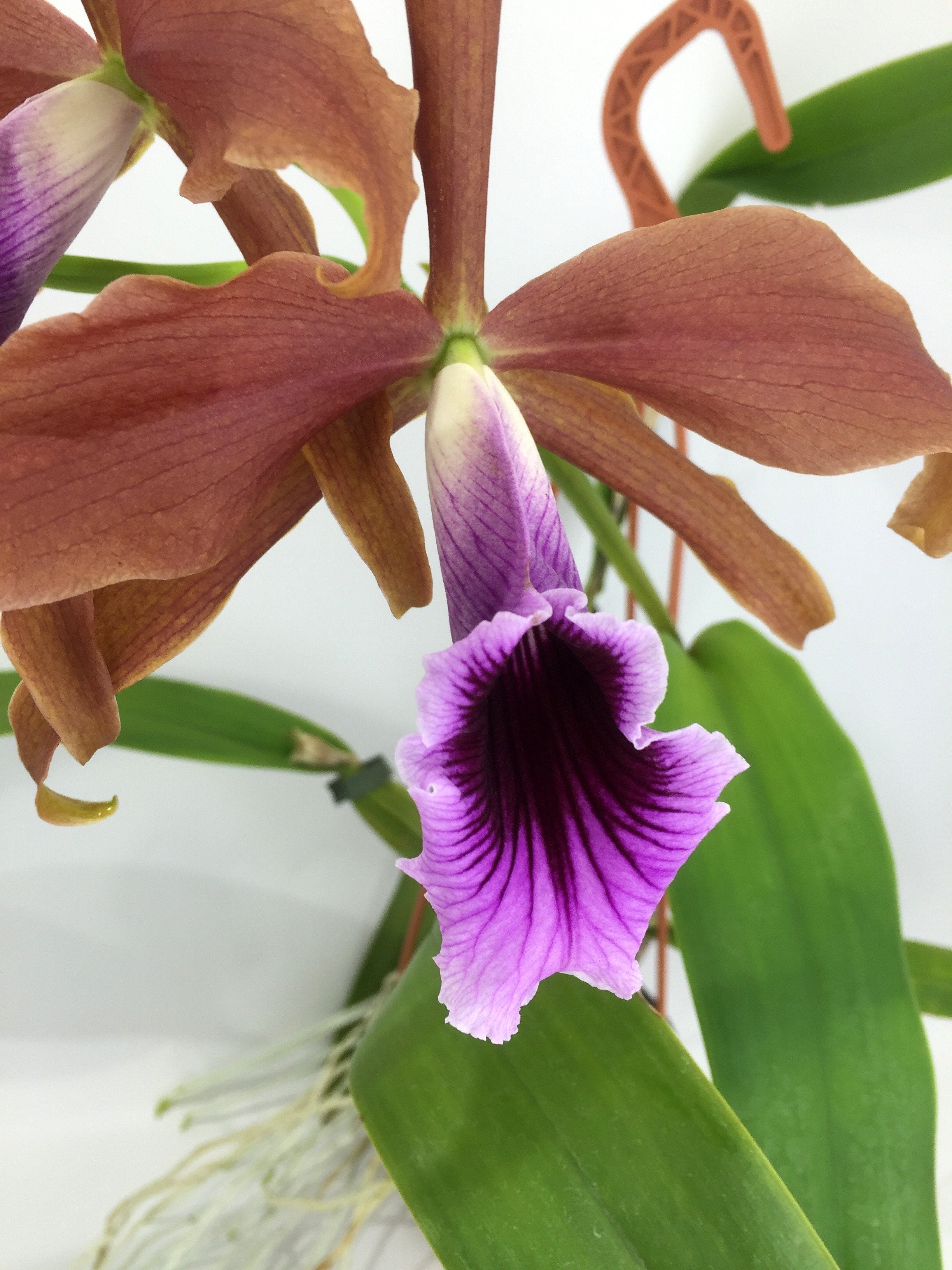 Laelia tenebrosa "Special Selection" "Big"