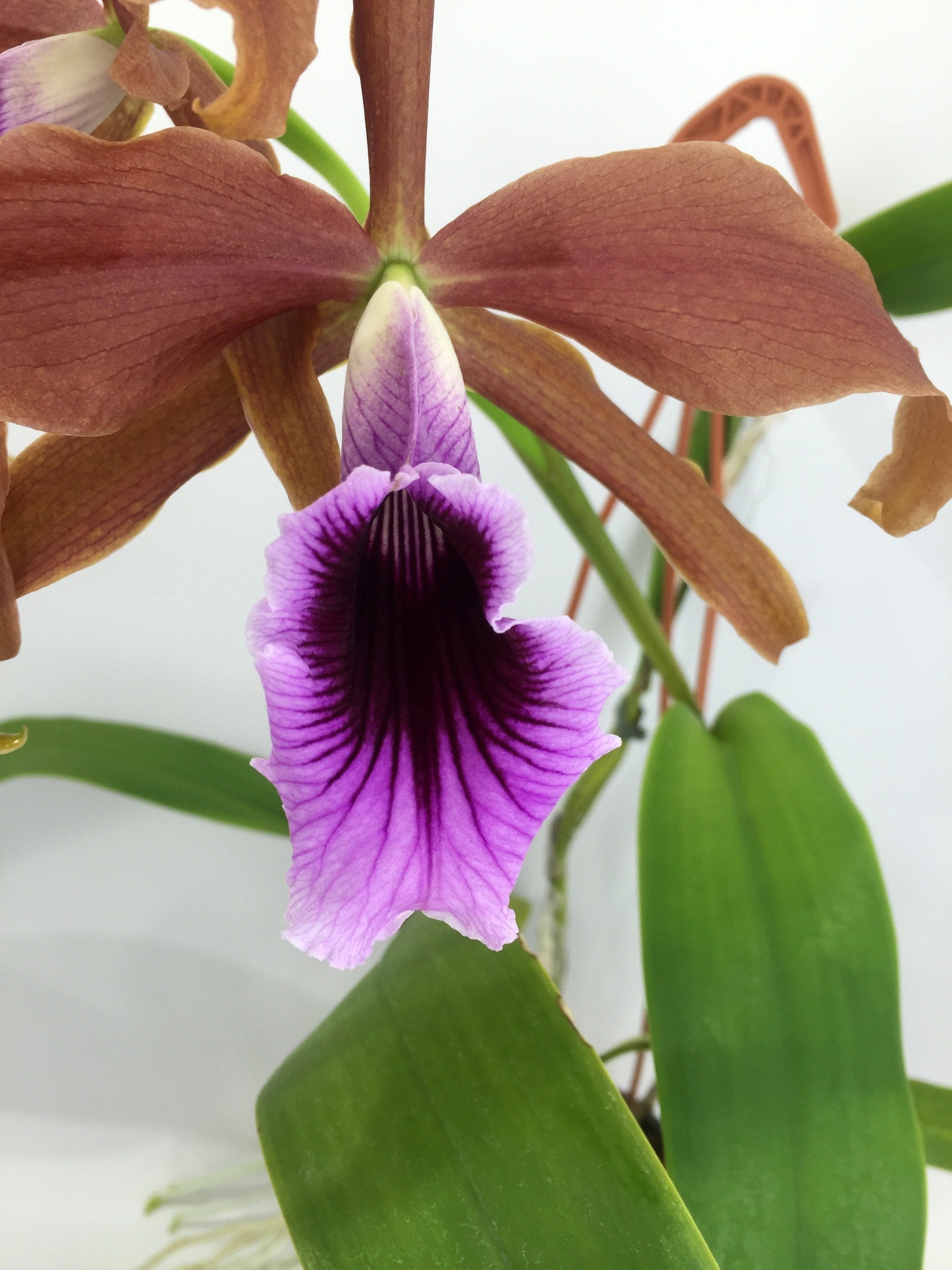 Laelia tenebrosa "Special Selection" "Big"