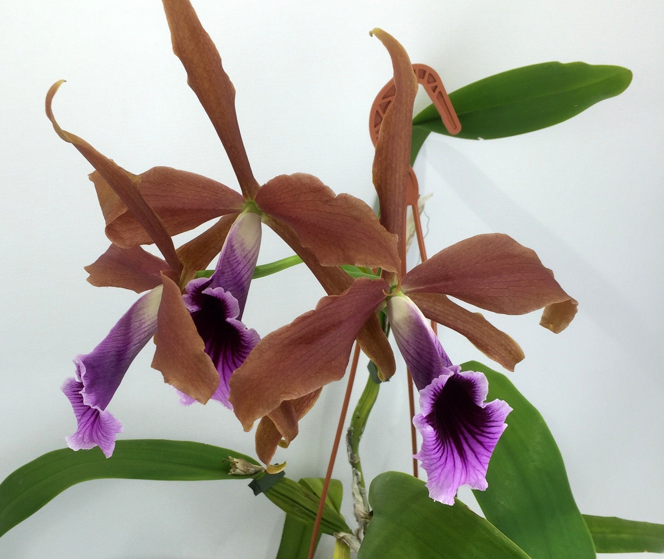 Laelia tenebrosa "Big"