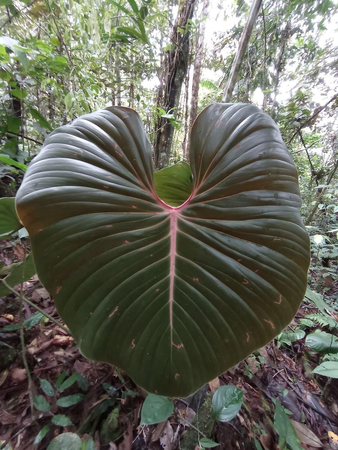 Philodendron lynamii