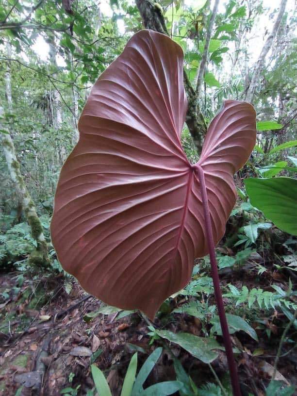 Philodendron lynamii