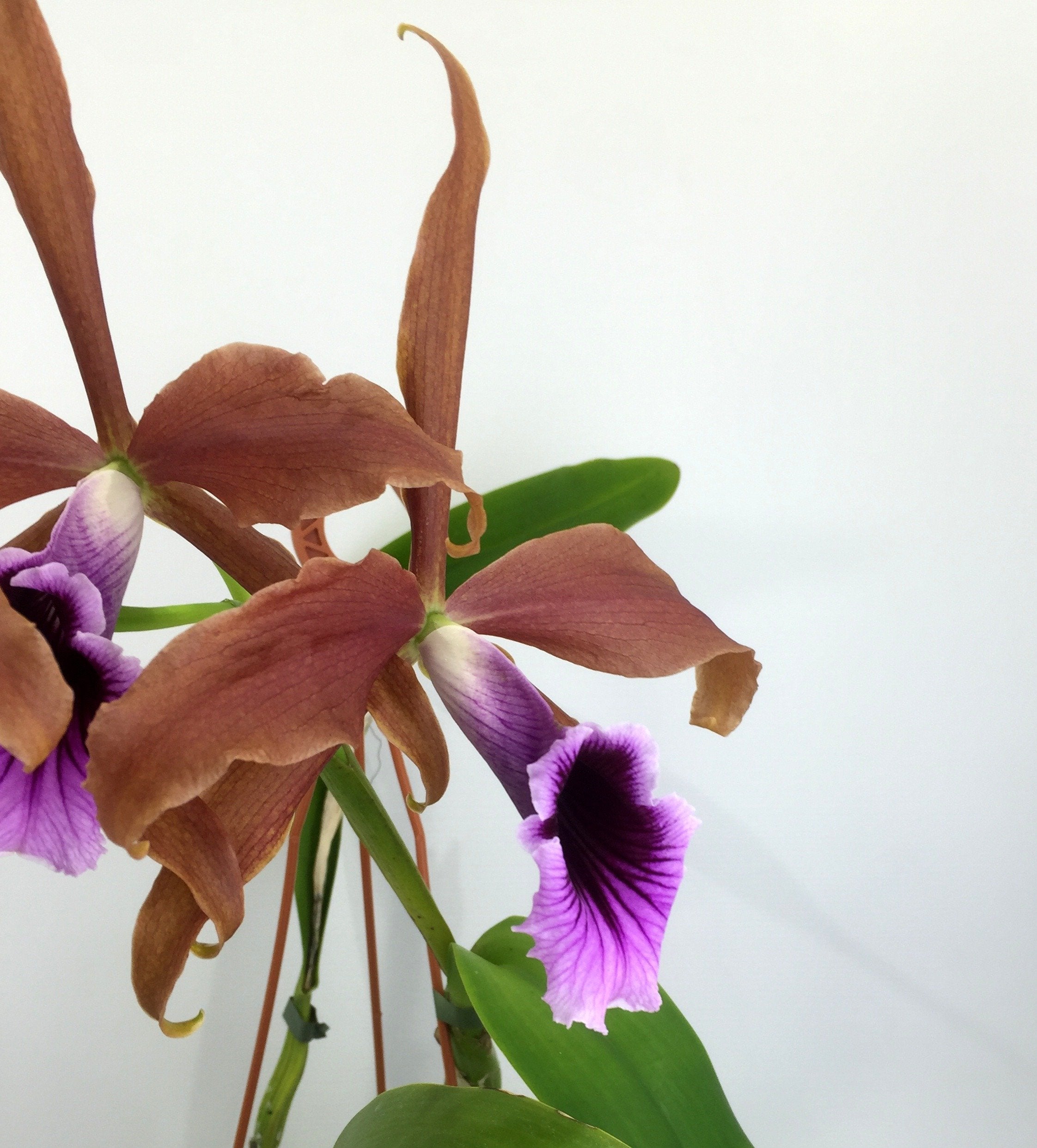 Laelia tenebrosa "Big"