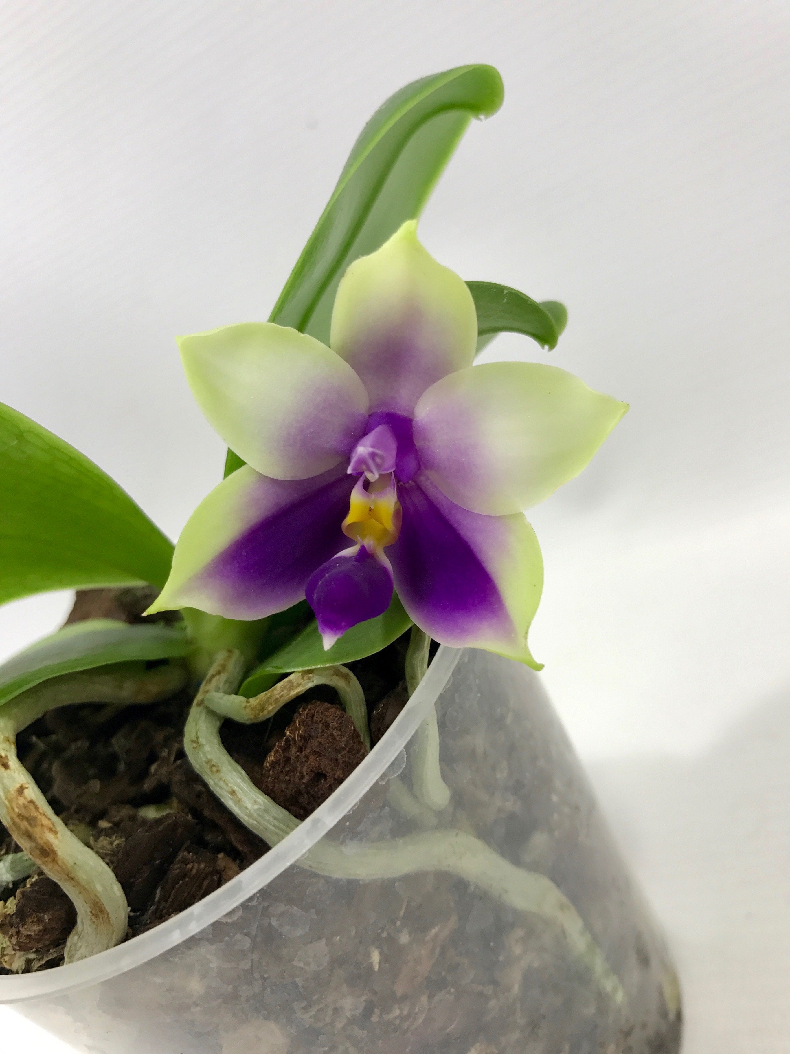 Phalaenopsis bellina var. coerulea
