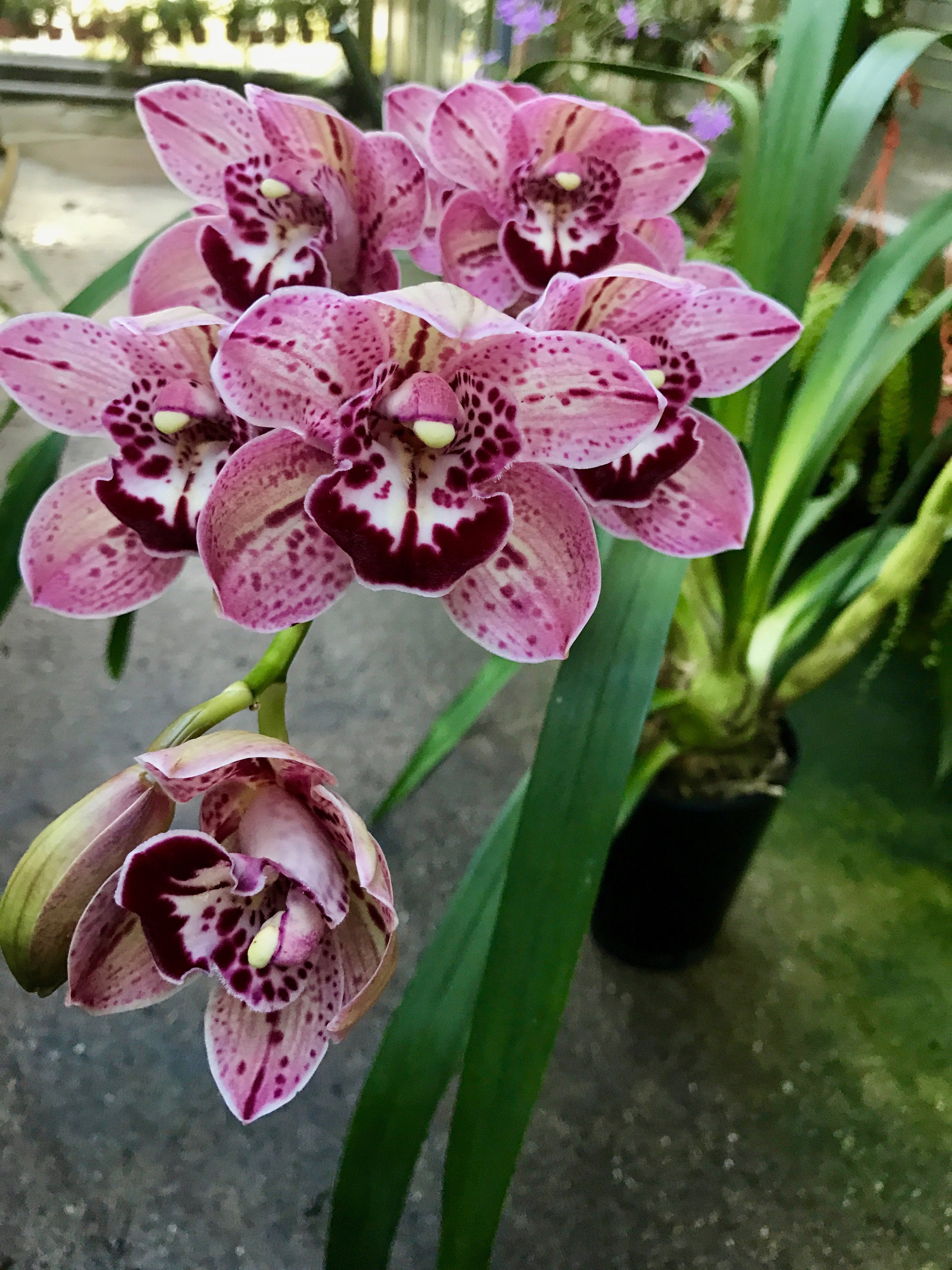 Cymbidium Finger of Suspicion