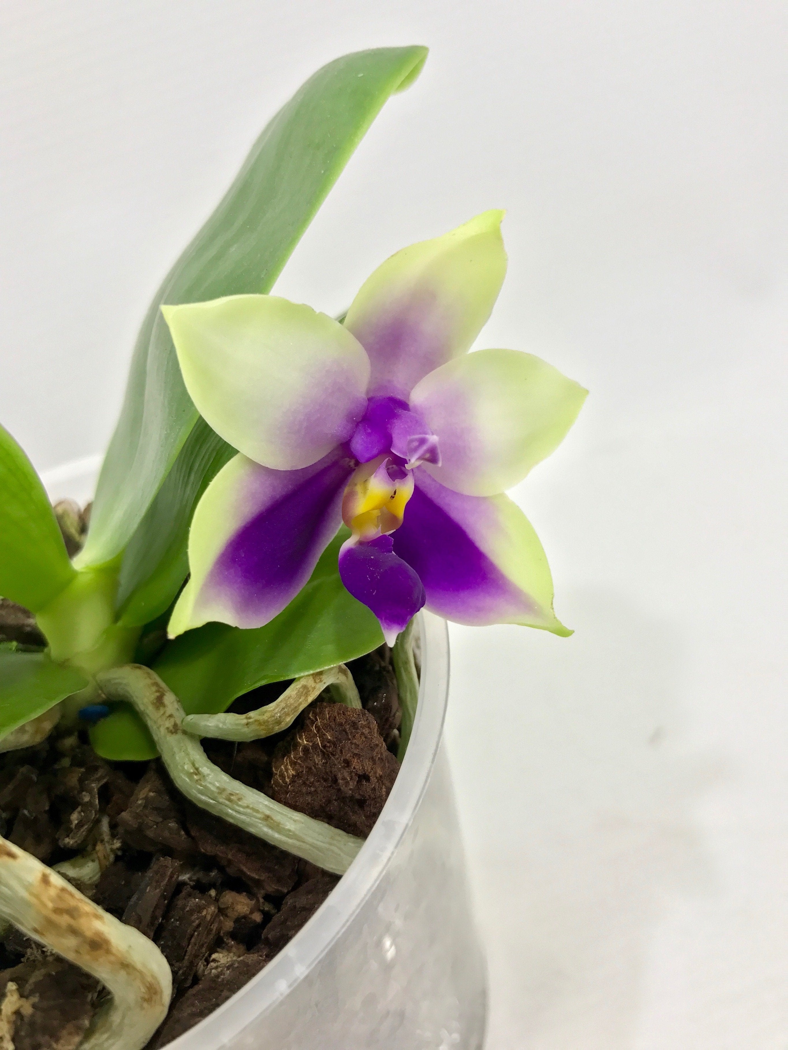 Phalaenopsis bellina var. coerulea