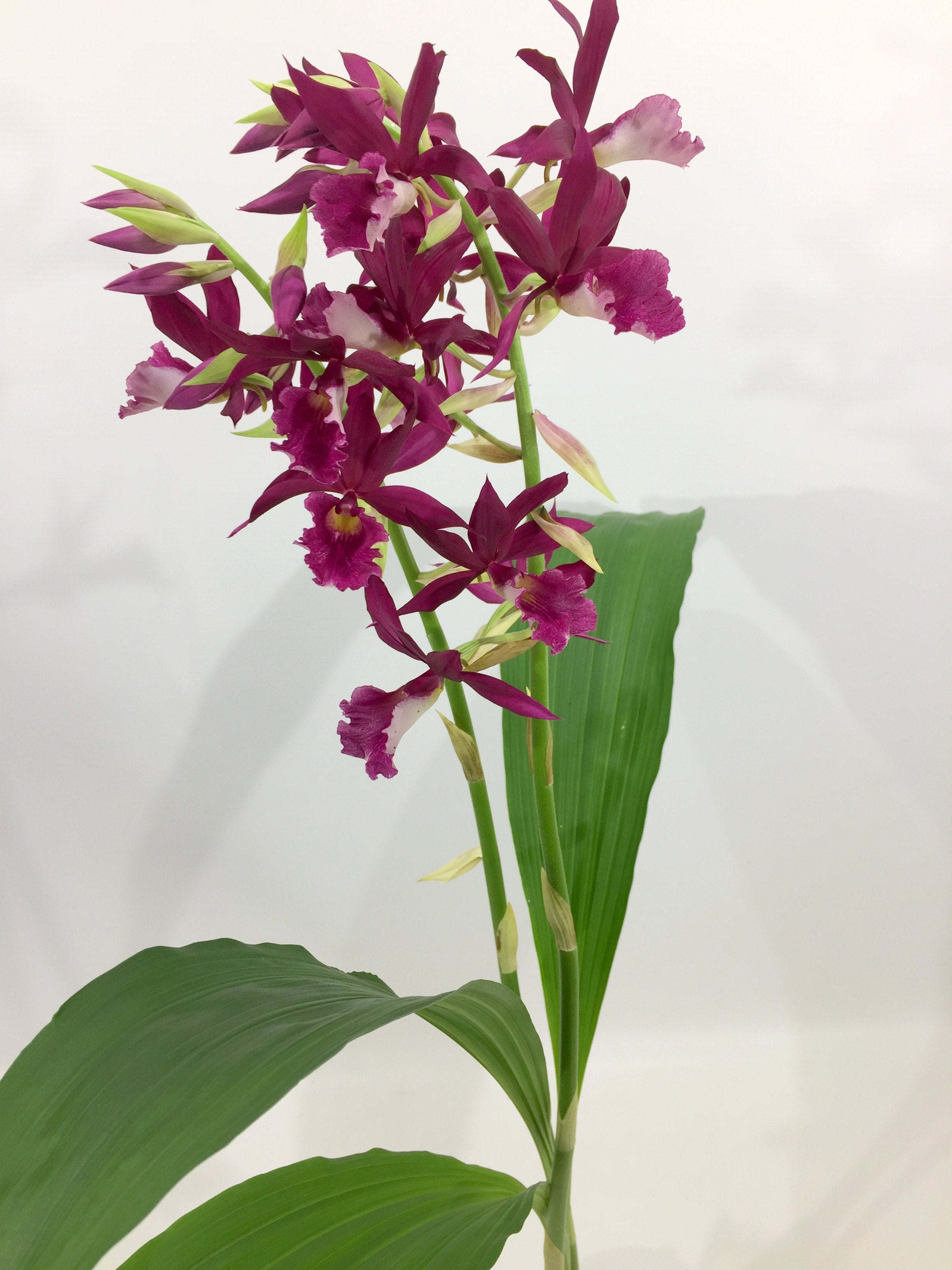 Phaius tankervilleae "Purple"