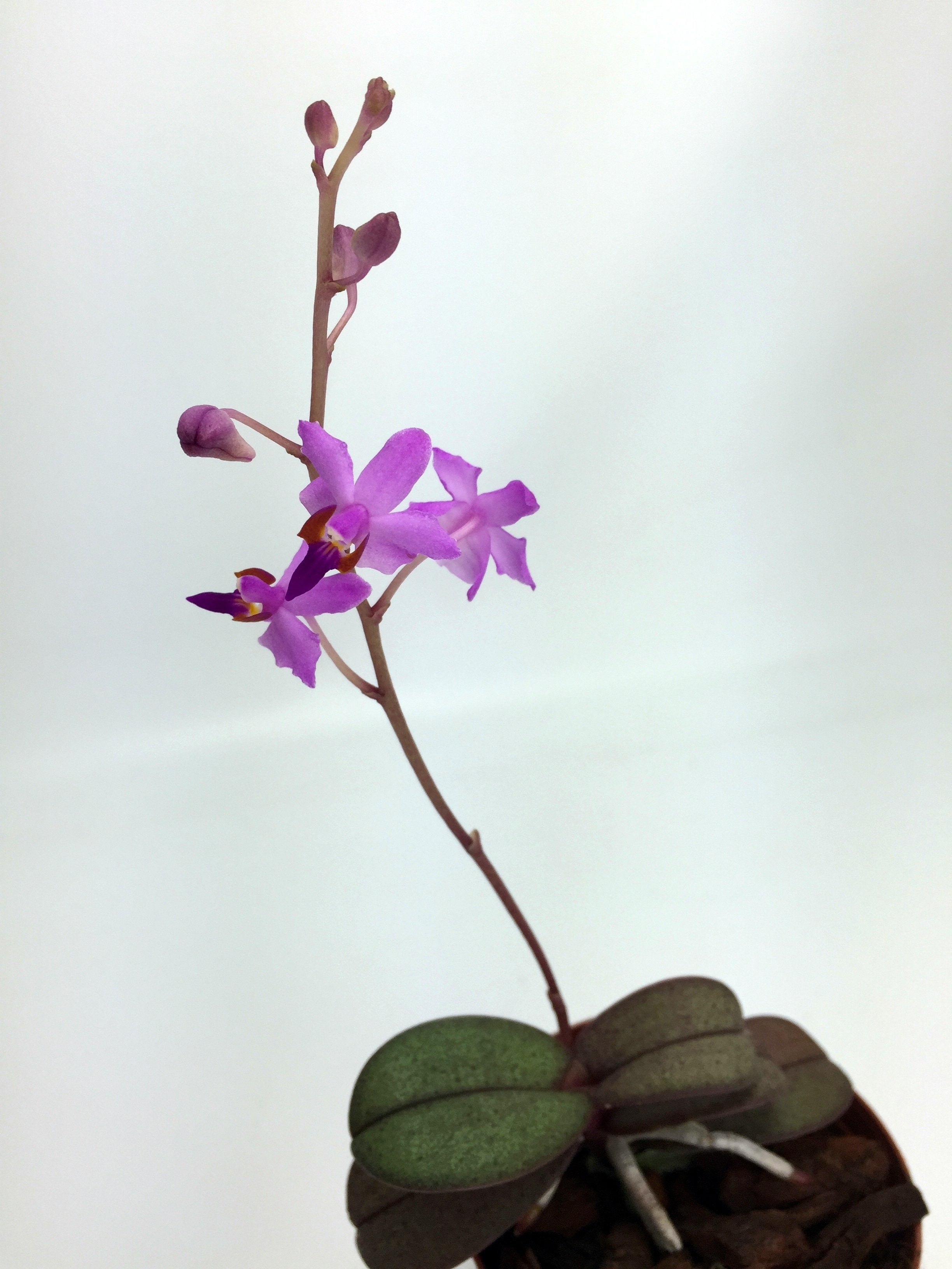 Doritis pulcherrima "Dwarf 3""Groß pflanze"