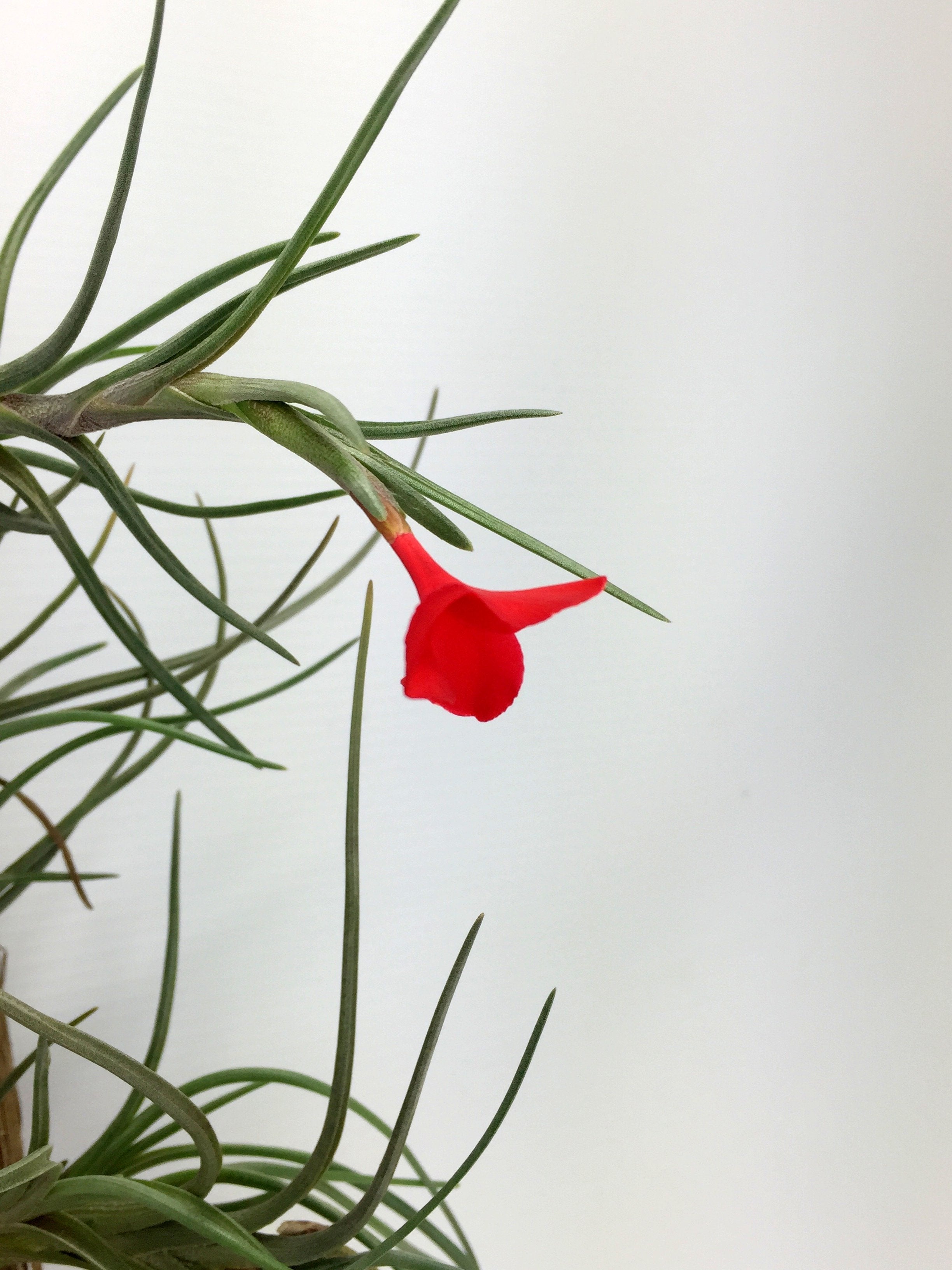 Tillandsia albertiana