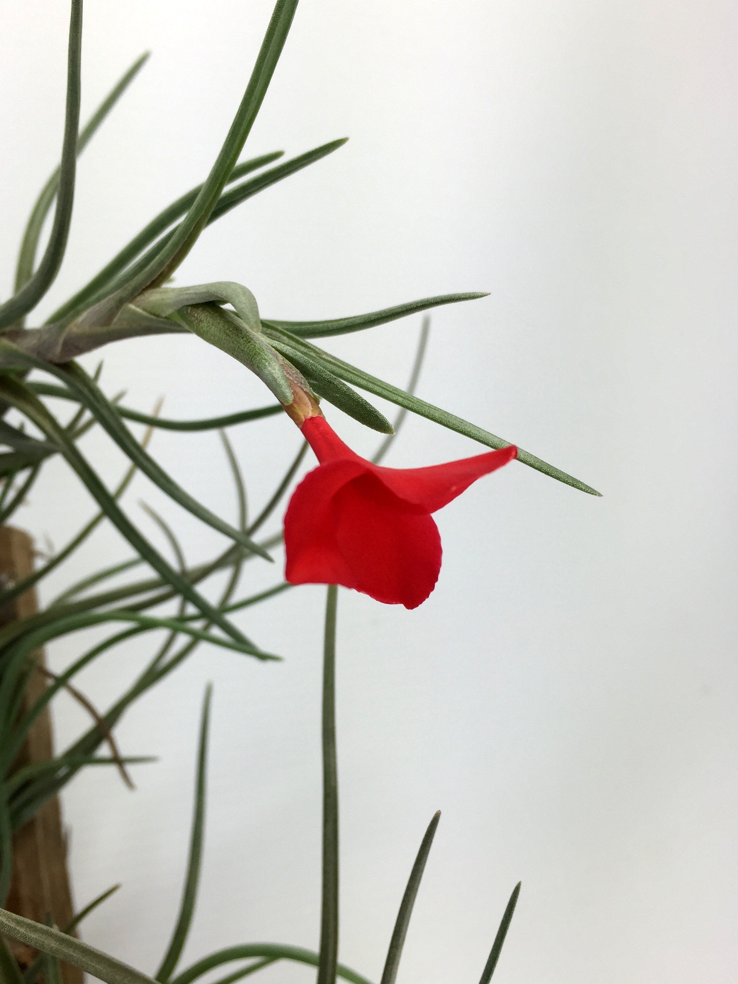 Tillandsia albertiana