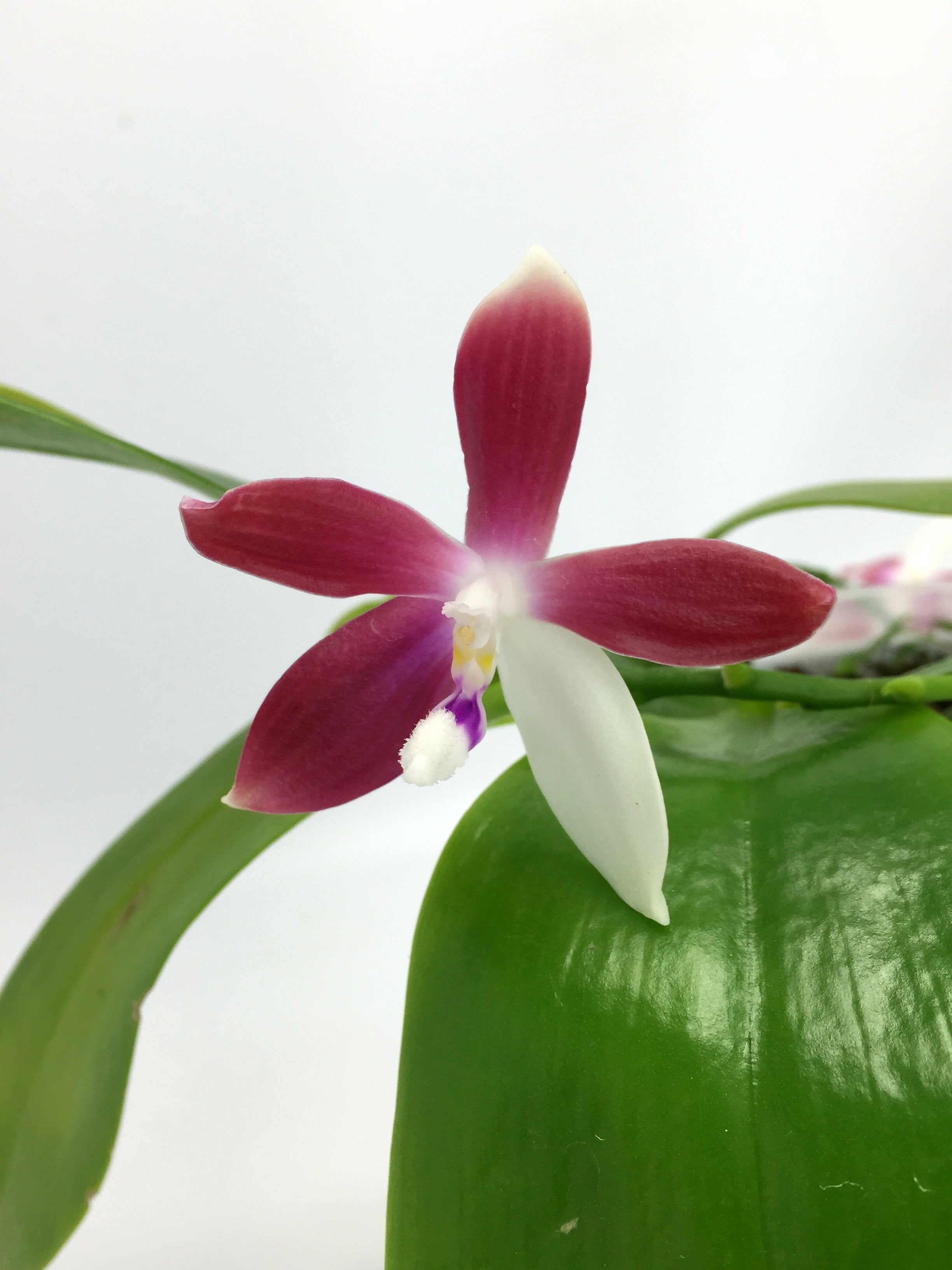 Phalaenopsis tetraspis C1