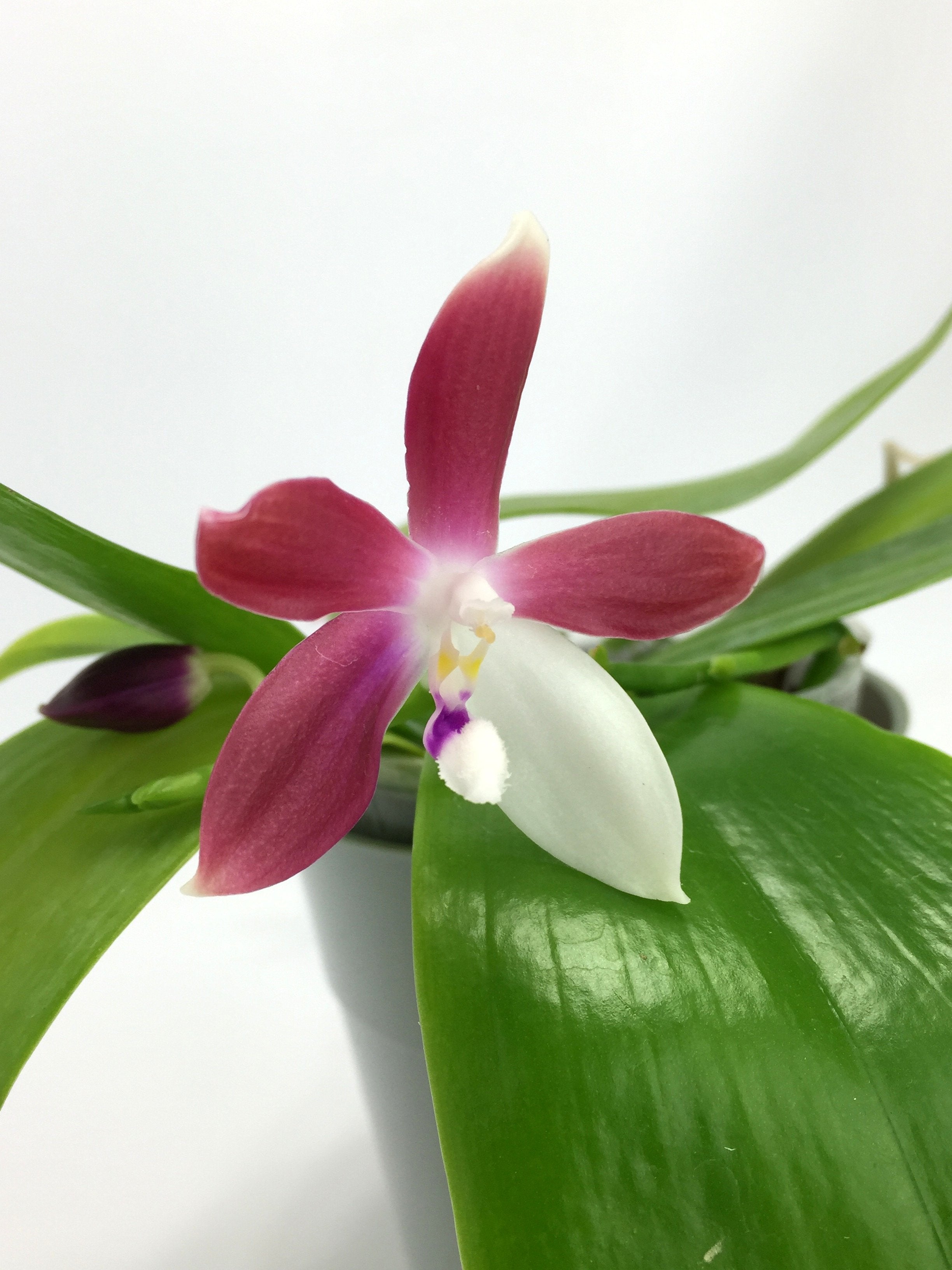 Phalaenopsis tetraspis C1 "Big"