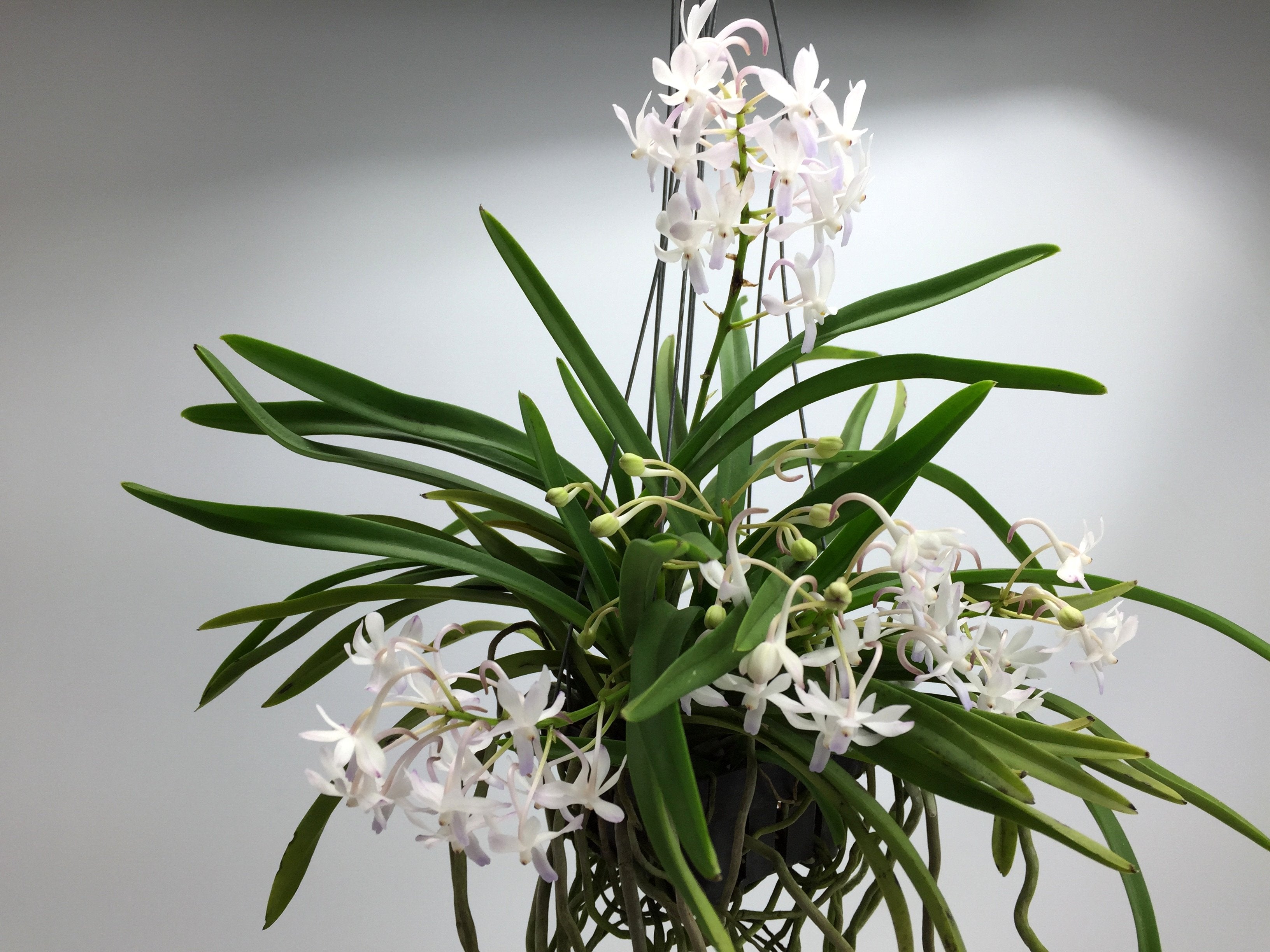 Neostylis Lou Snearly XXL ''Huge Mini Type''