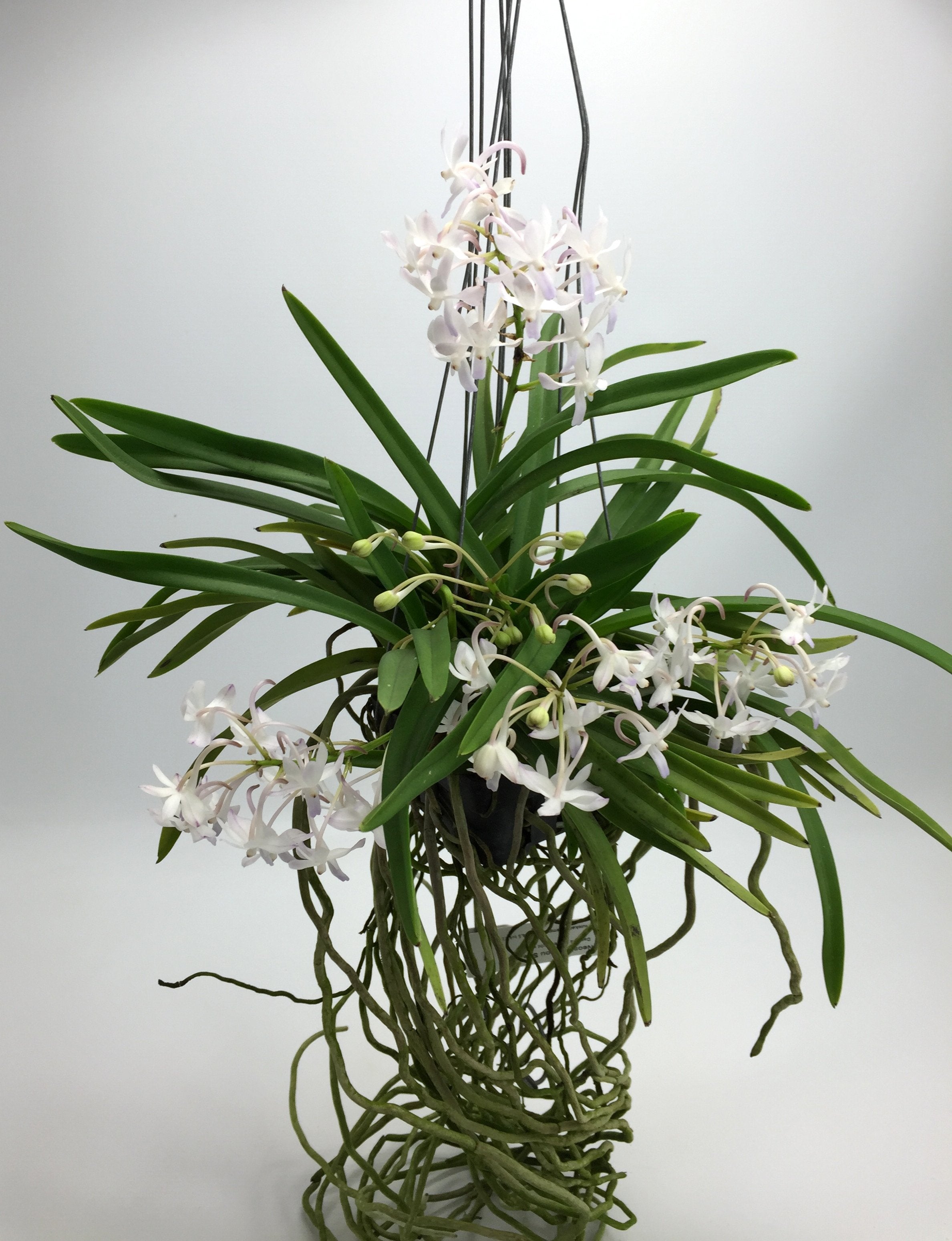 Neostylis Lou Snearly XXL ''Huge Mini Type''