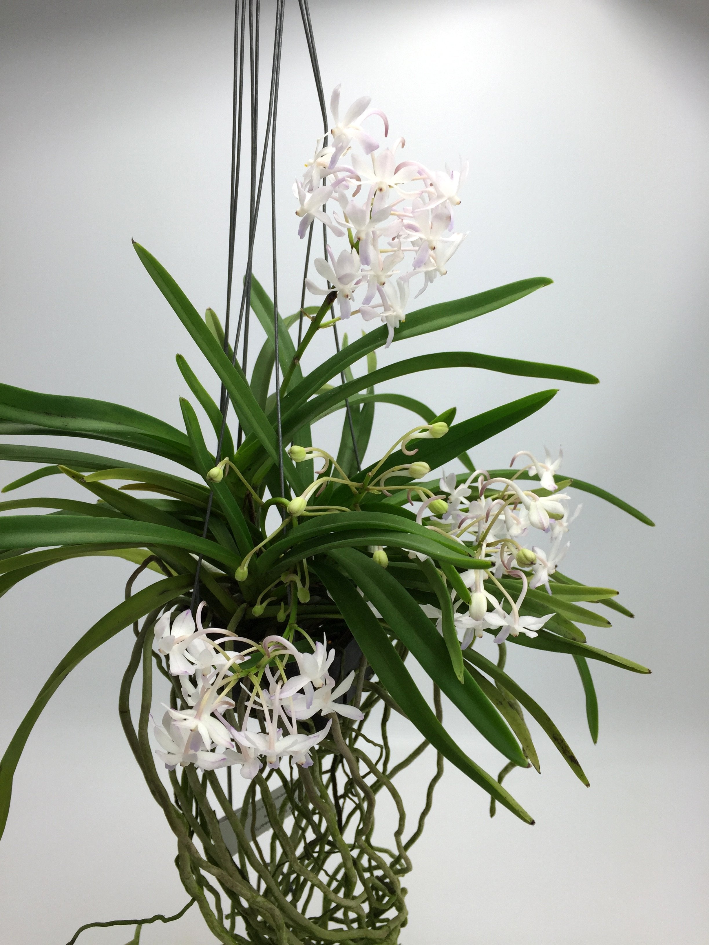 Neostylis Lou Snearly XXL ''Huge Mini Type''