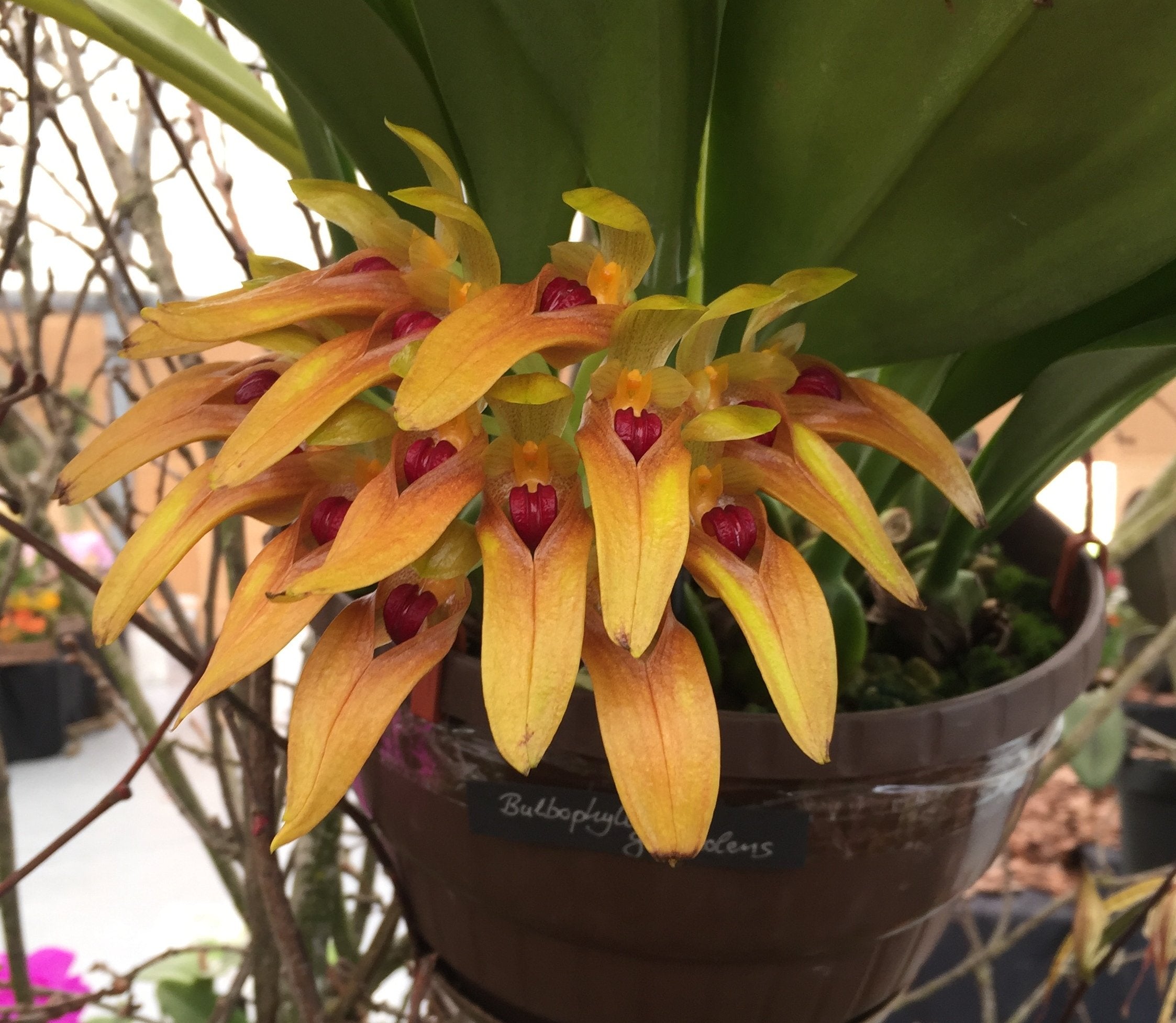 Bulbophyllum graveolens "Big"