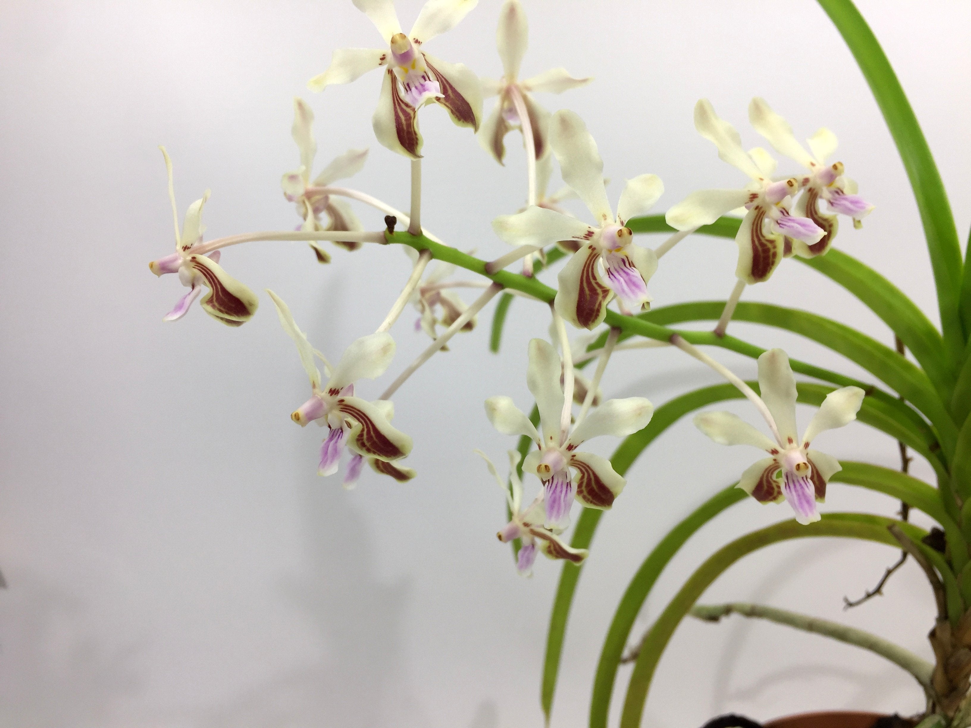 Vanda lamellata var. boxallii x V. lamellata