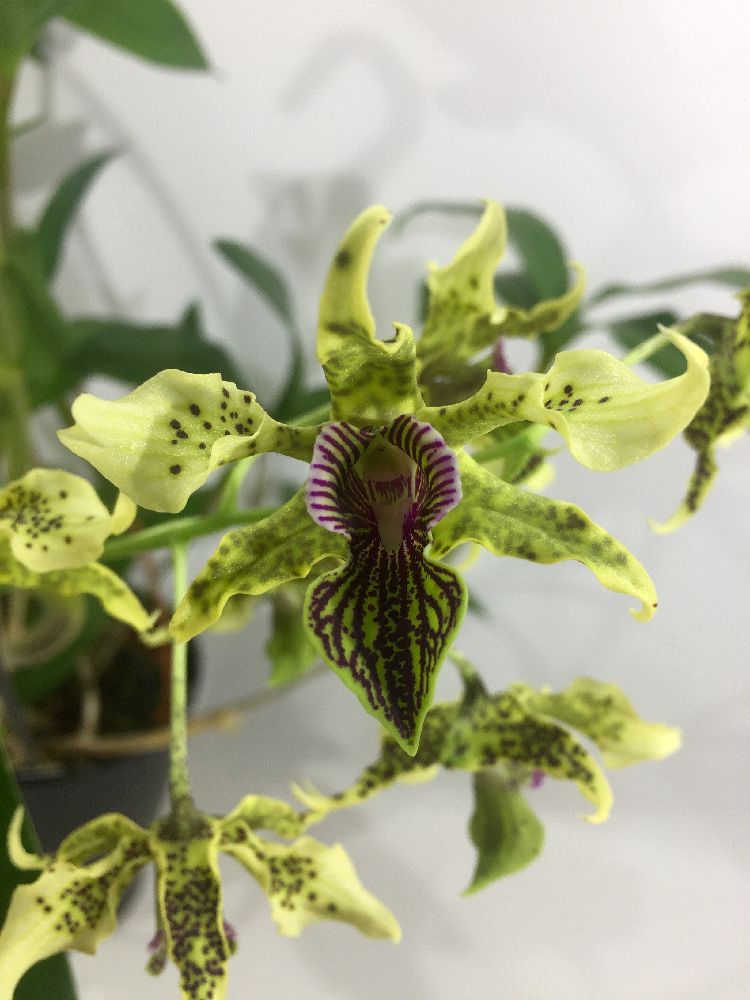 Dendrobium alexanderae x atroviolaceum