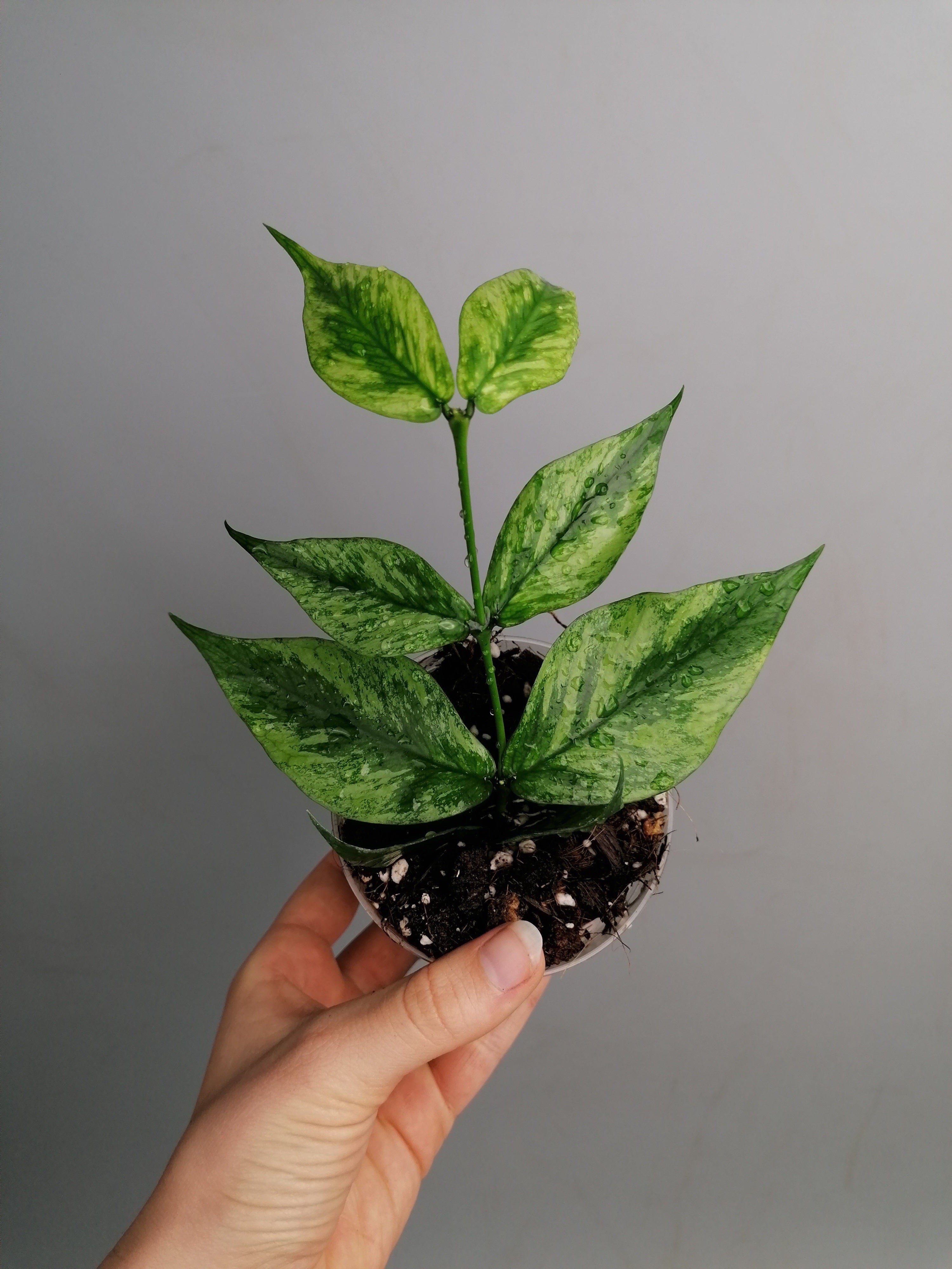 Hoya Polyneura (Fish-Tail Hoya)