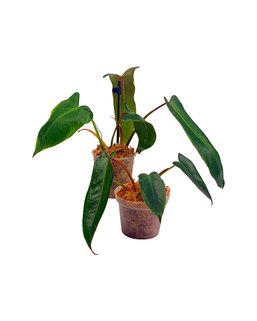 Philodendron spiritus sancti (Small Plant 3 Leaves, few roots)