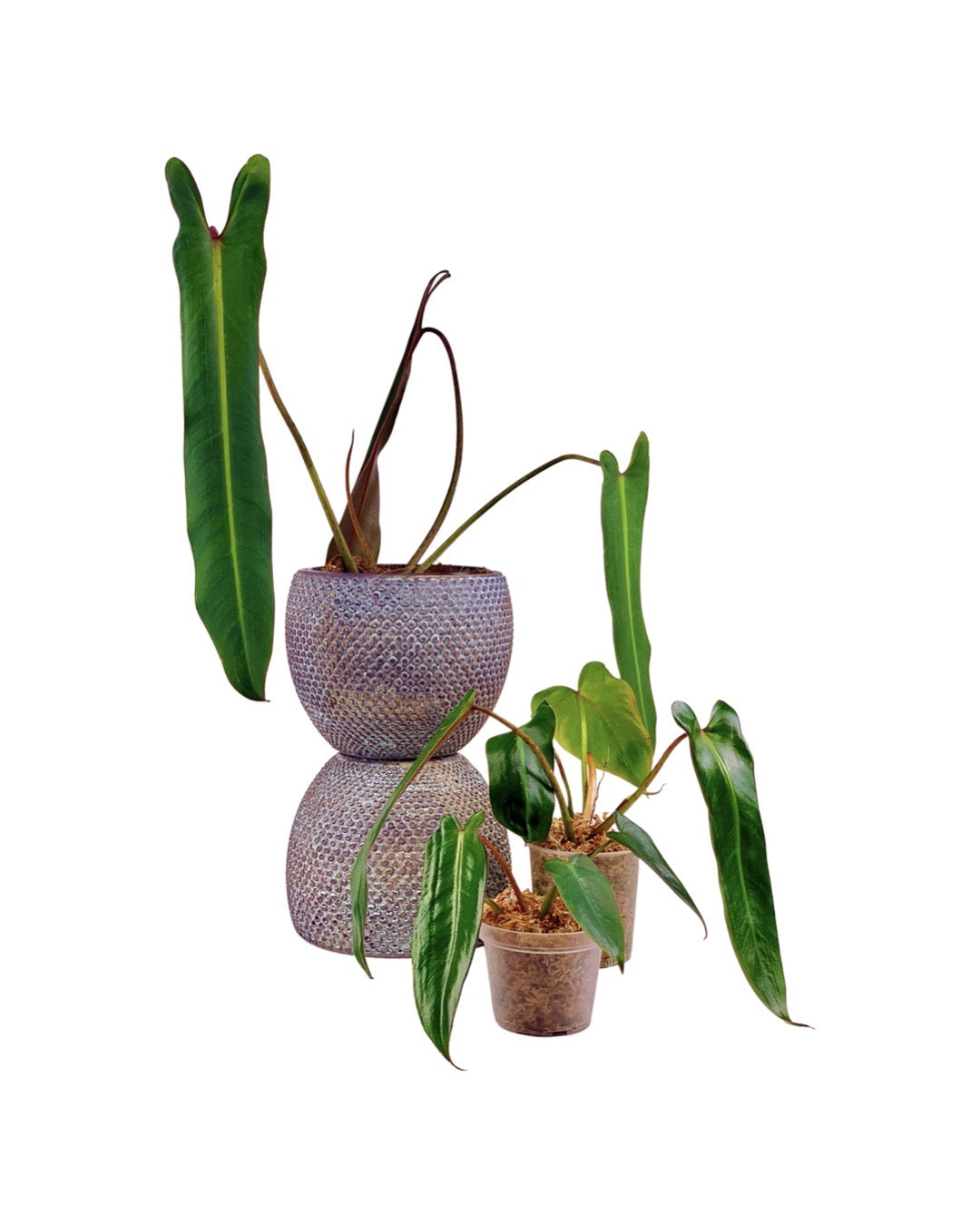 Philodendron spiritus sancti