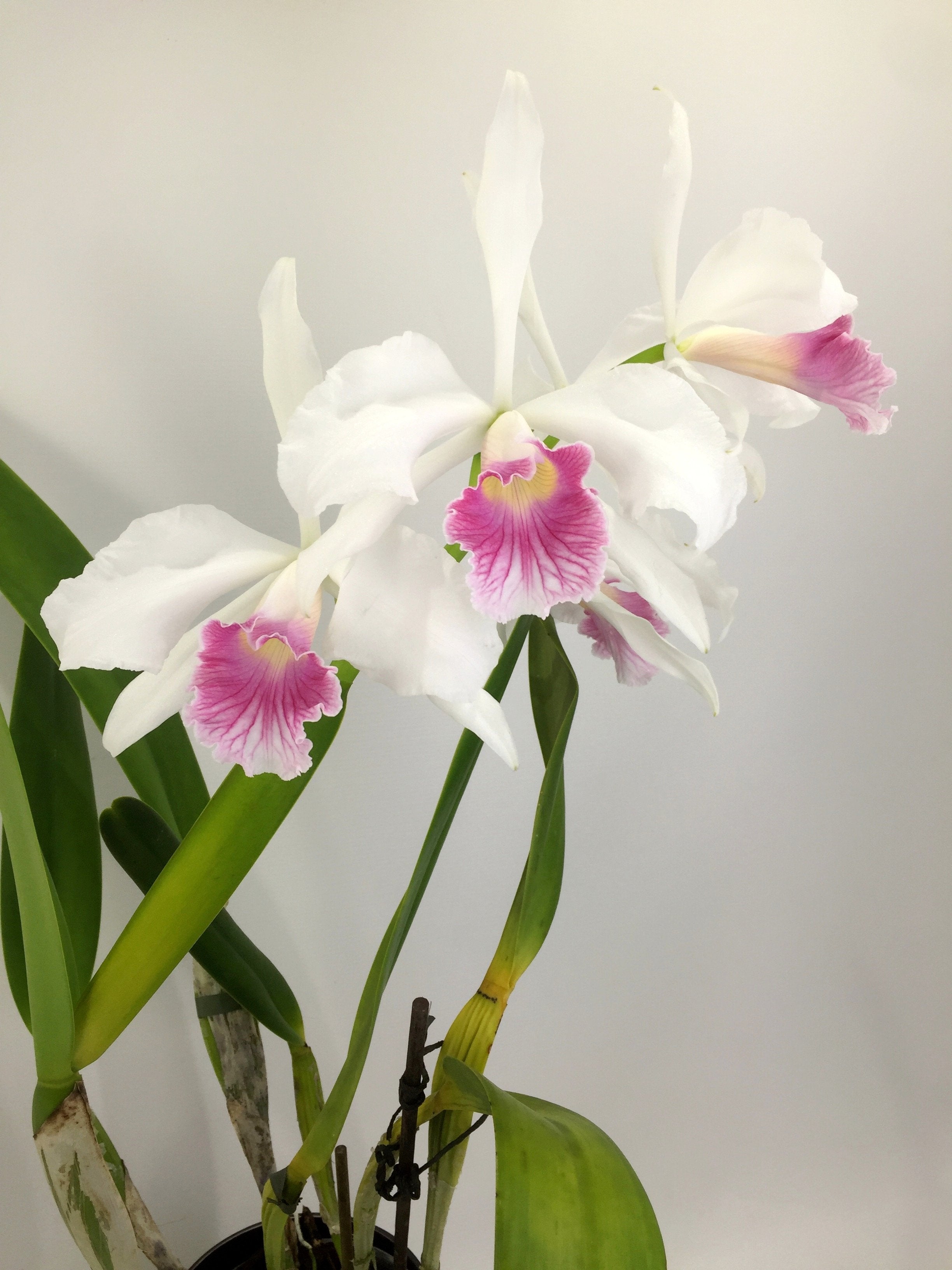 Laelia purpurata var. carnea