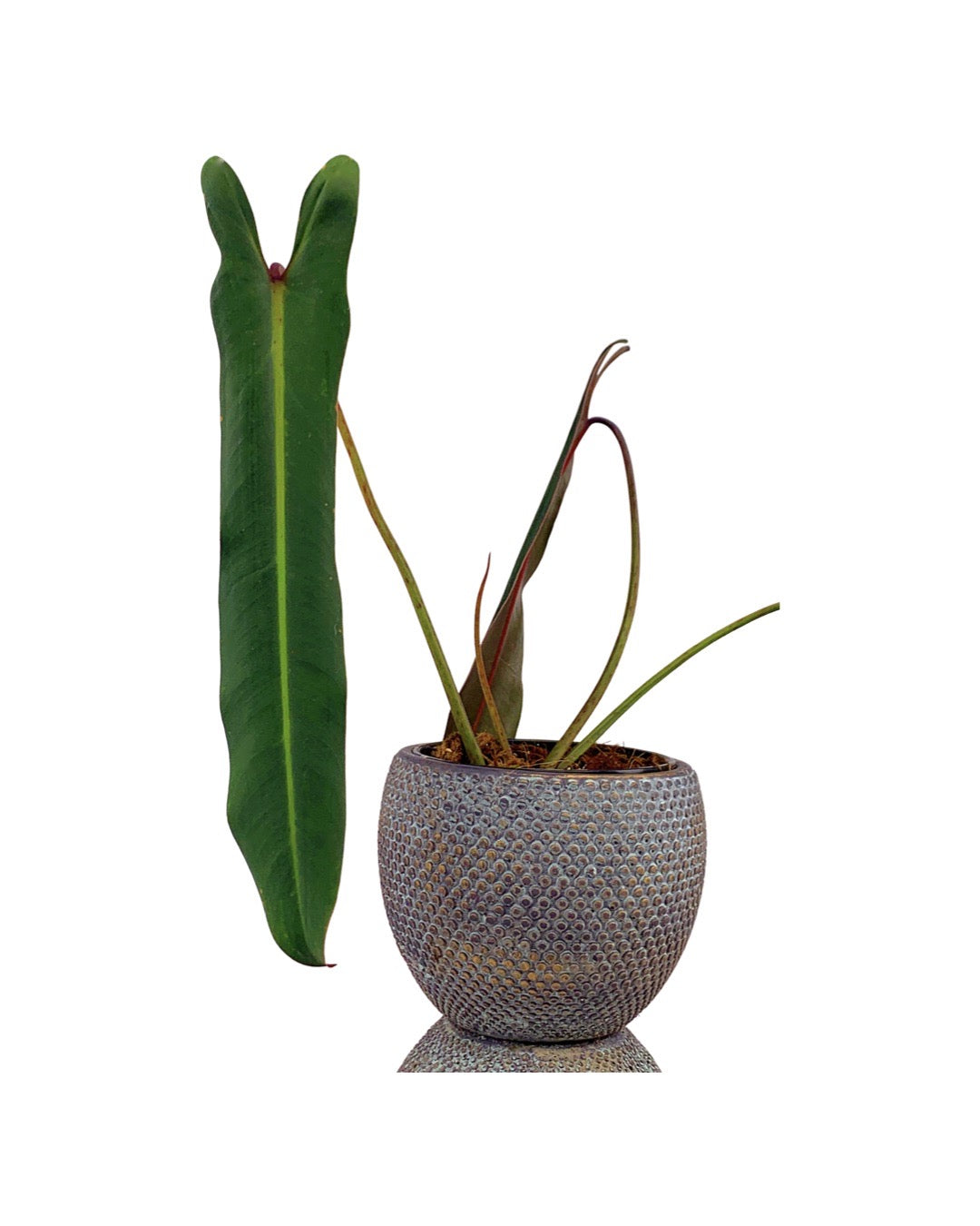 philodendron spiritus sancti wikipedia Philodendron spiritus sancti
