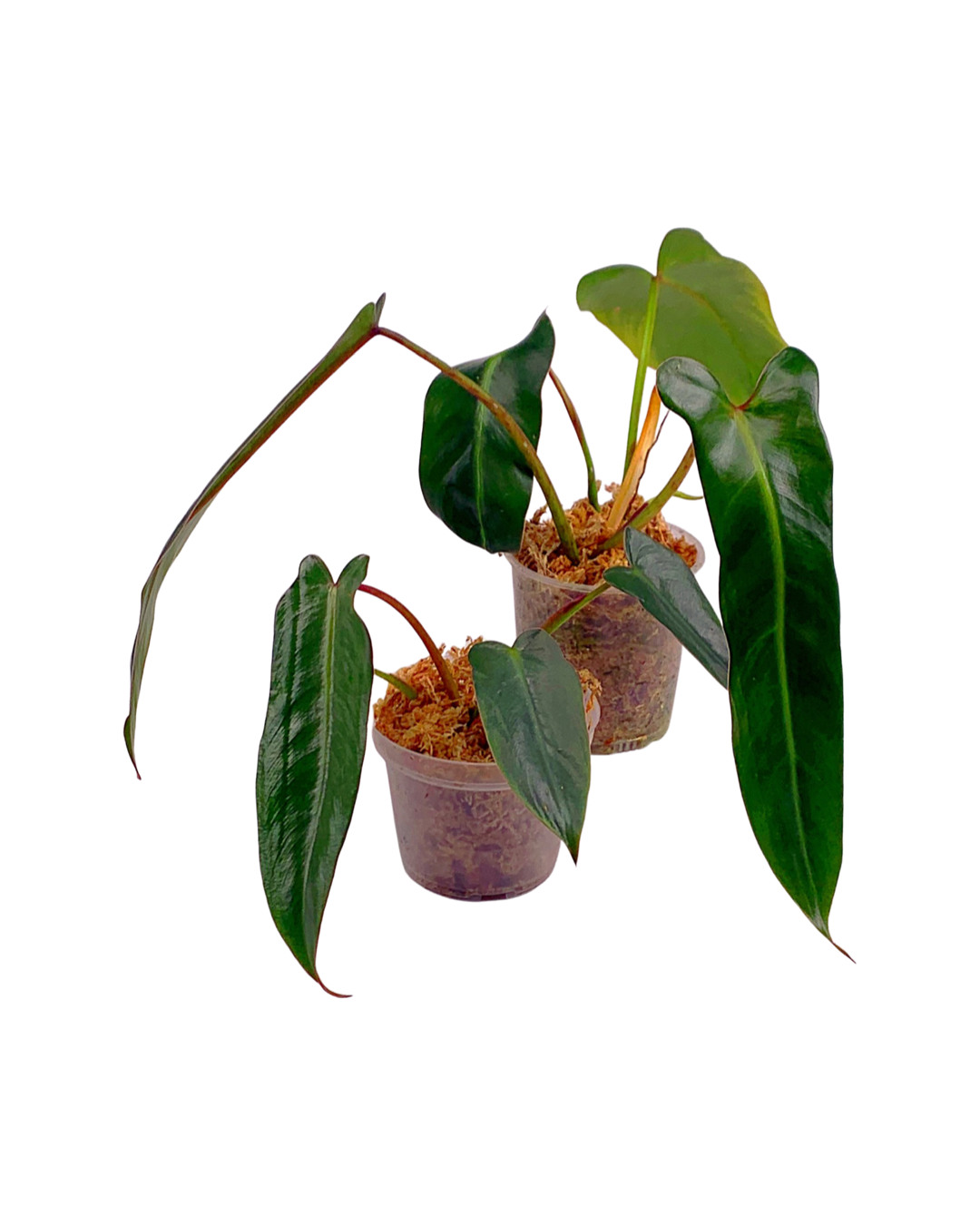 Philodendron spiritus sancti (Small Plant 3 Leaves, few roots)