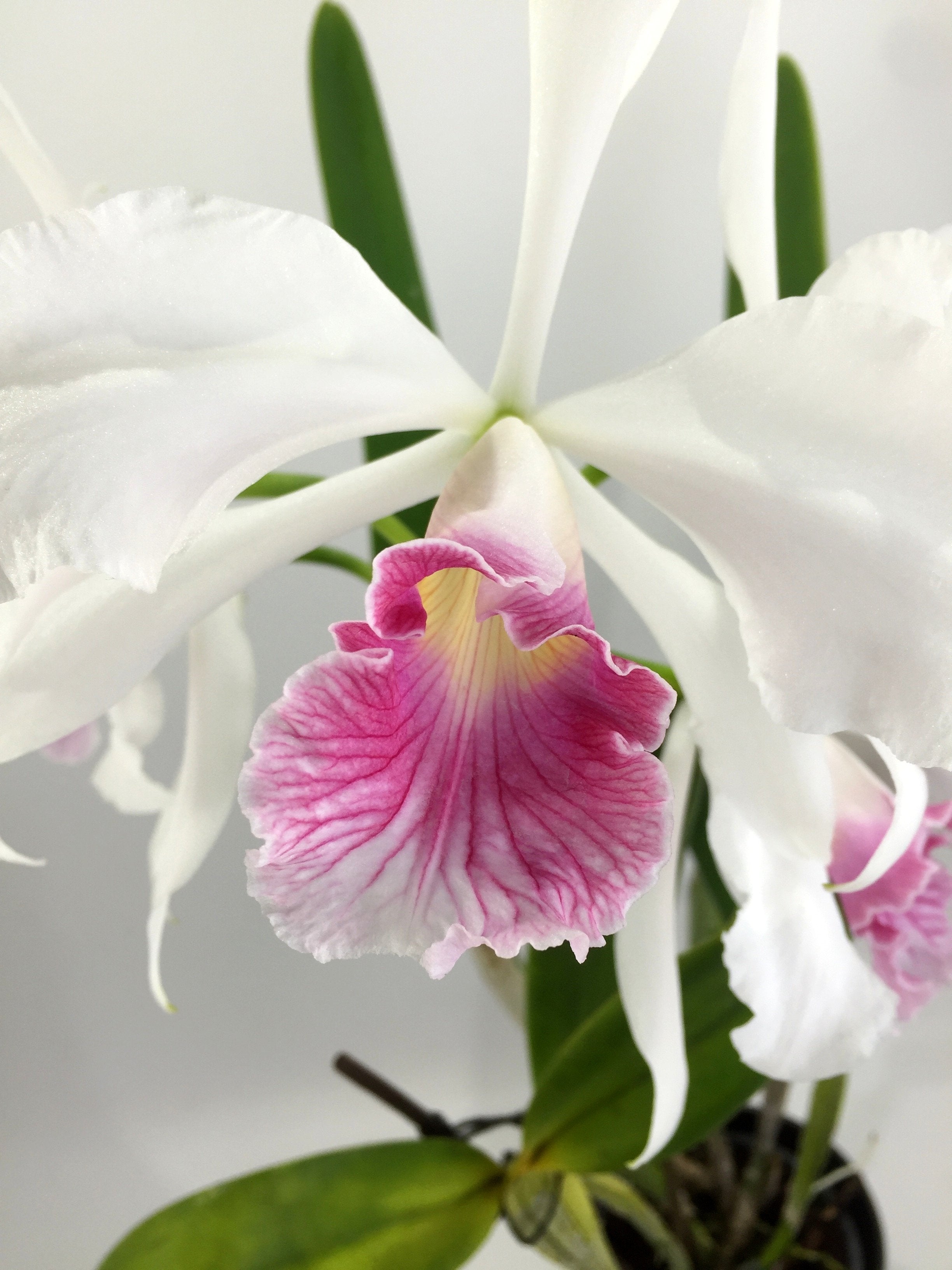 Laelia purpurata var. carnea