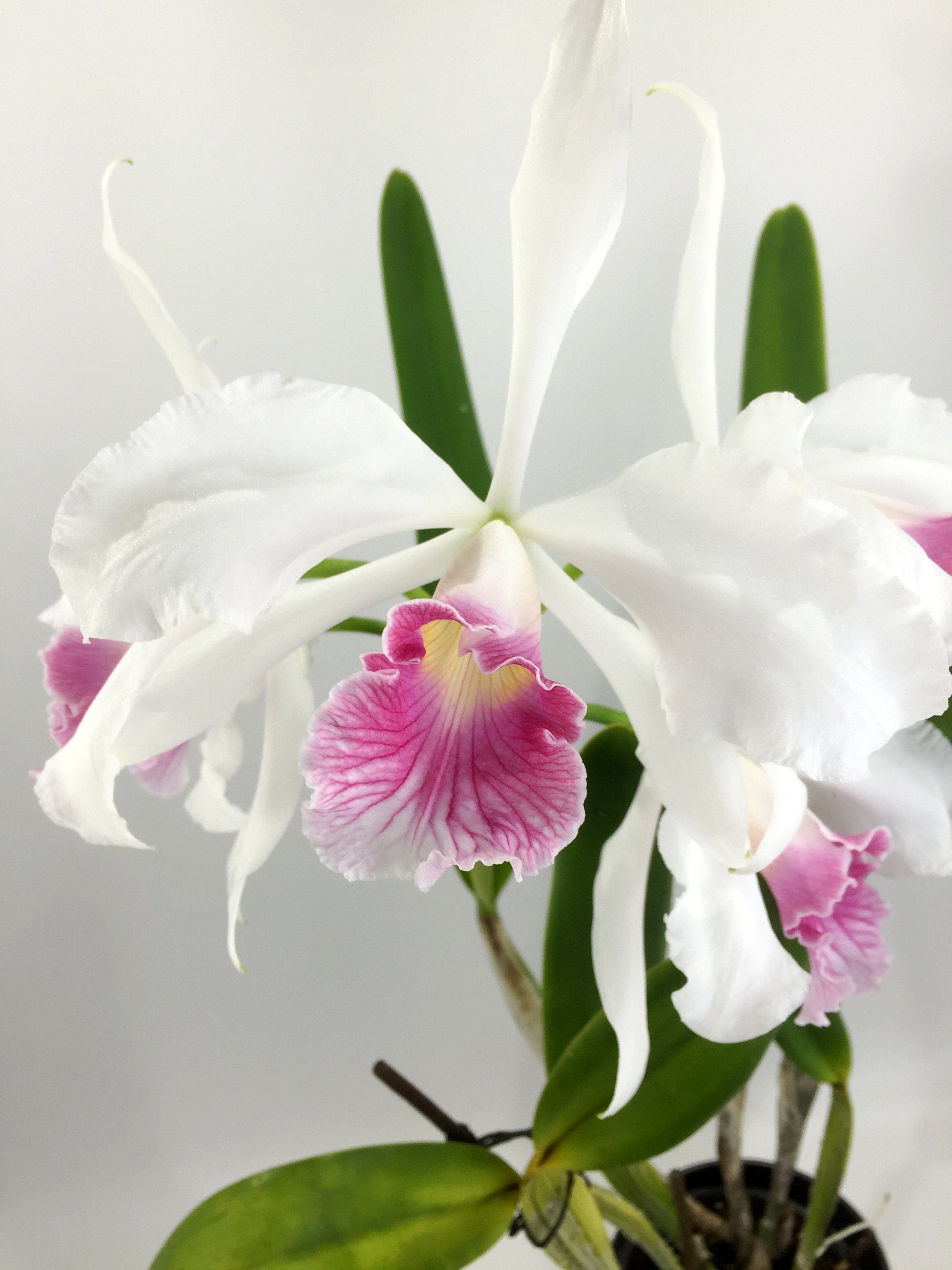 Laelia purpurata var. carnea