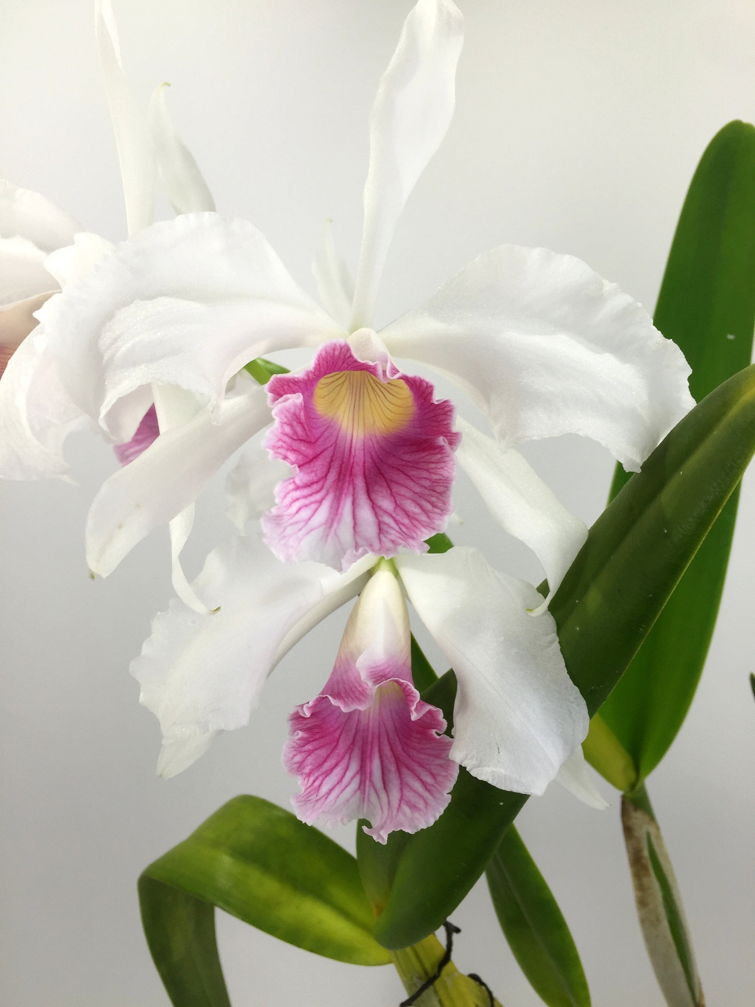 Laelia purpurata var. carnea