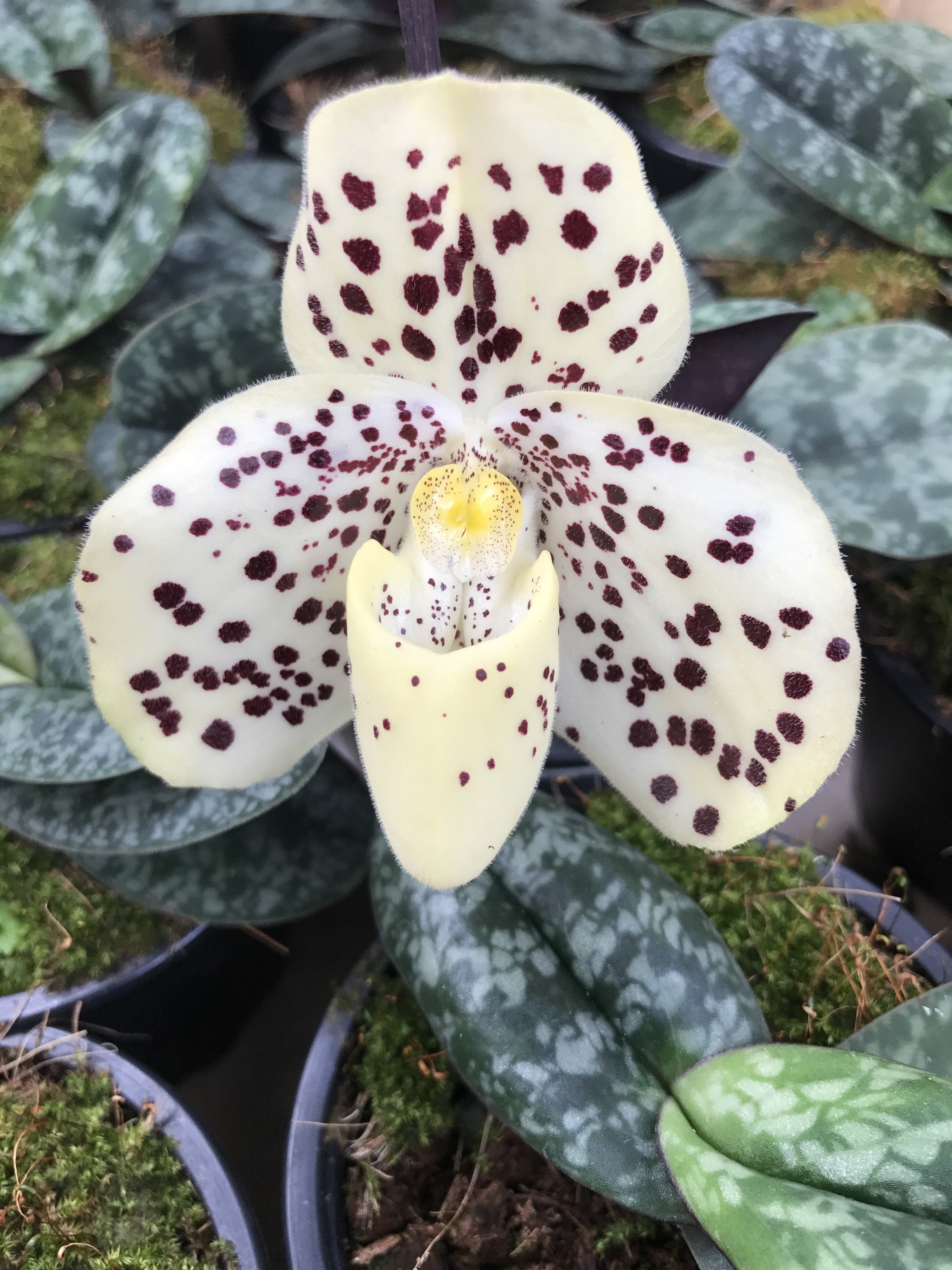 Paphiopedilum wenshanense