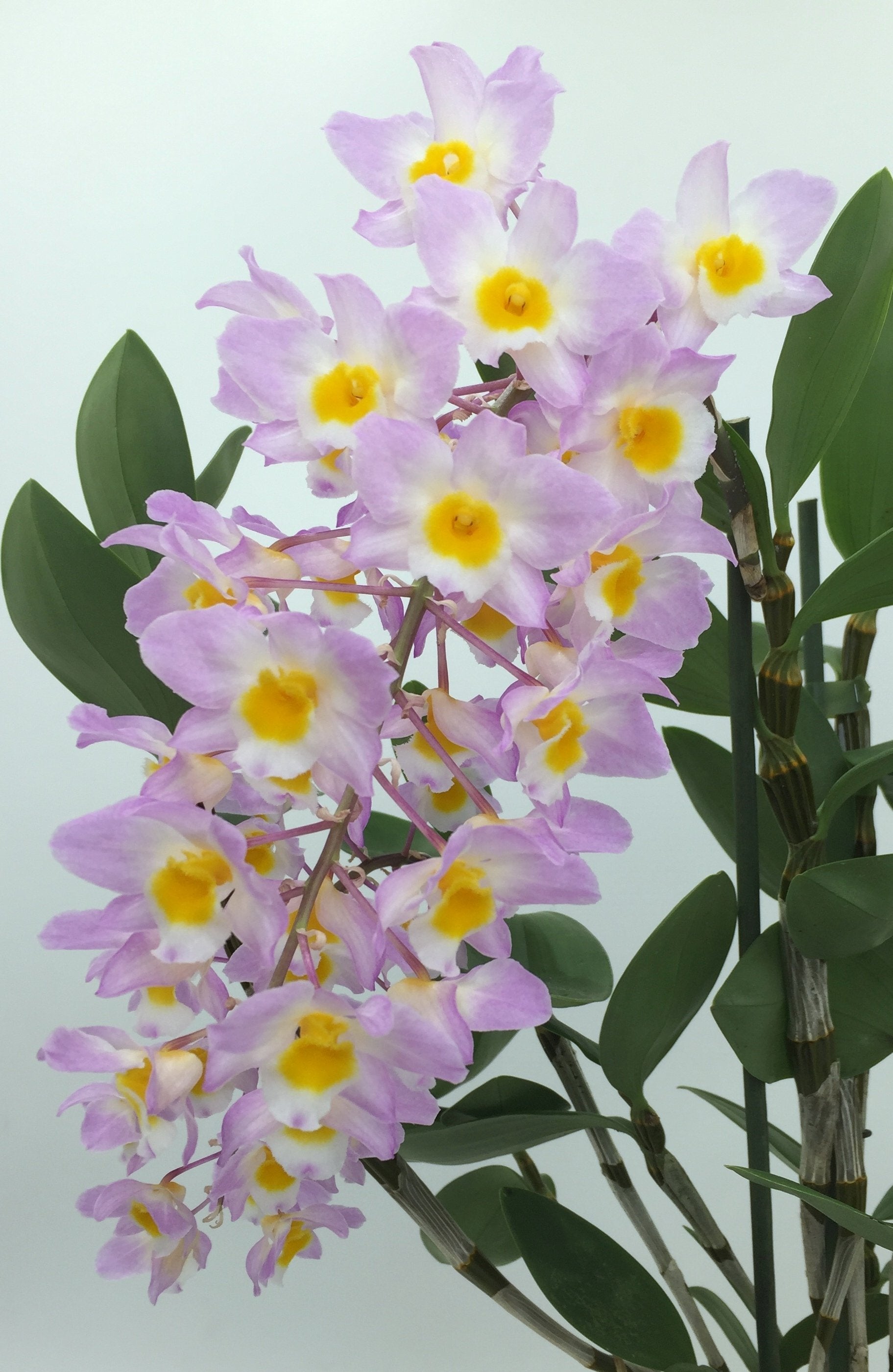 Dendrobium amabile "O'Brien 1909"