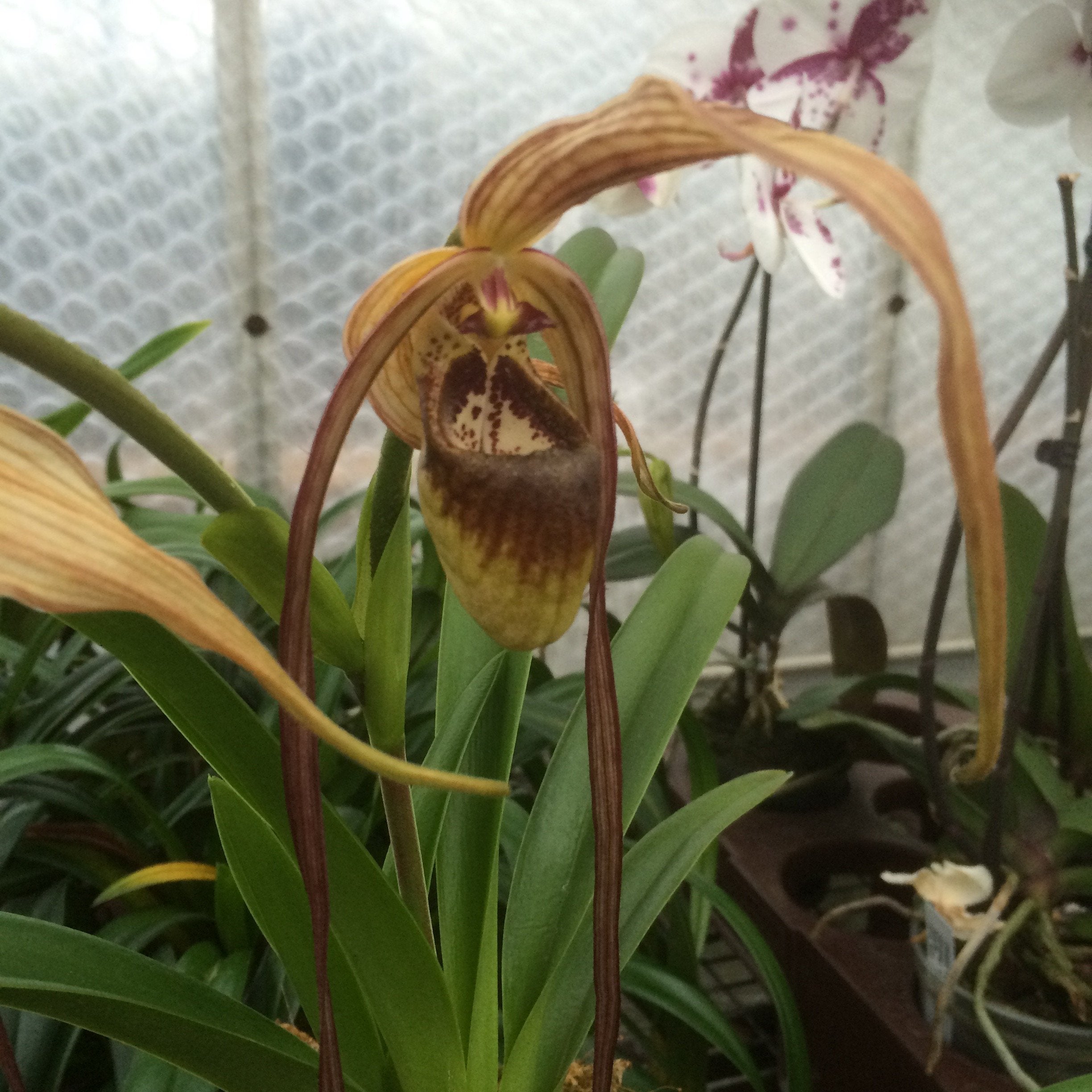 Phragmipedium caudatum var popowii