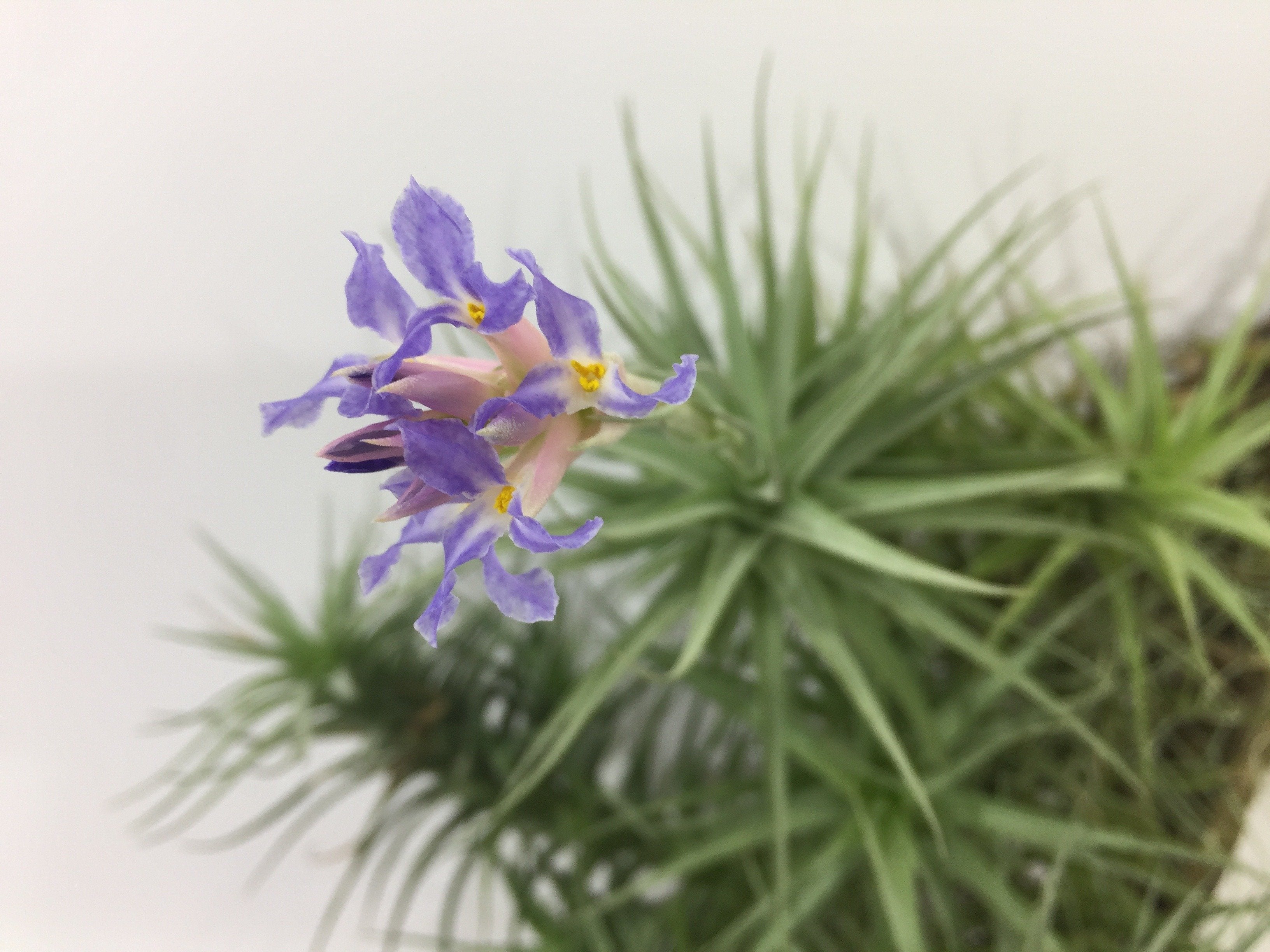 Tillandsia bergeri "Clumb"