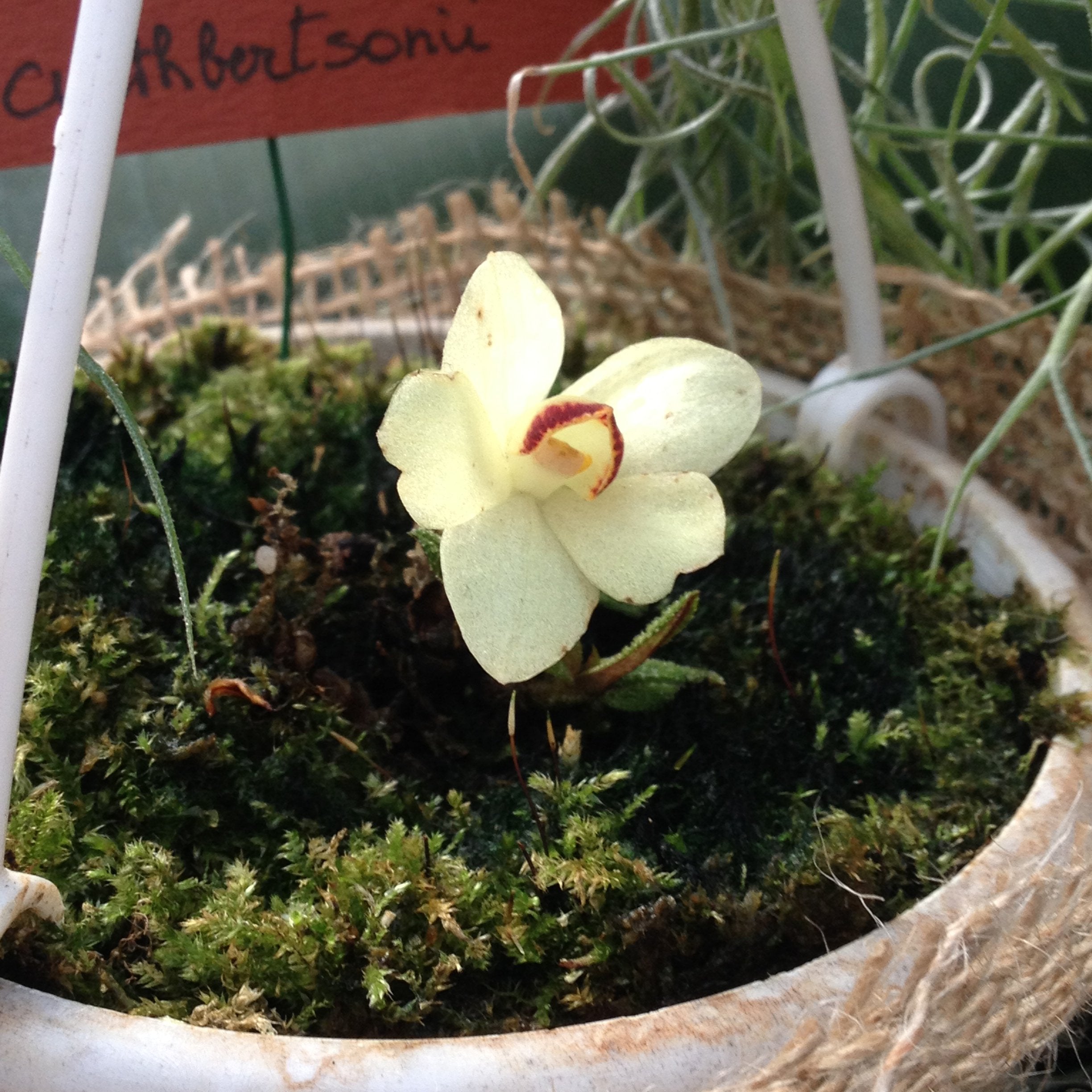 Dendrobium cuthbersonii "White"